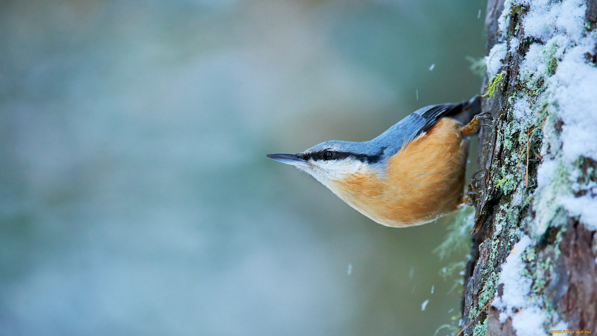 животные, поползни, снег, дерево, птица, поползень