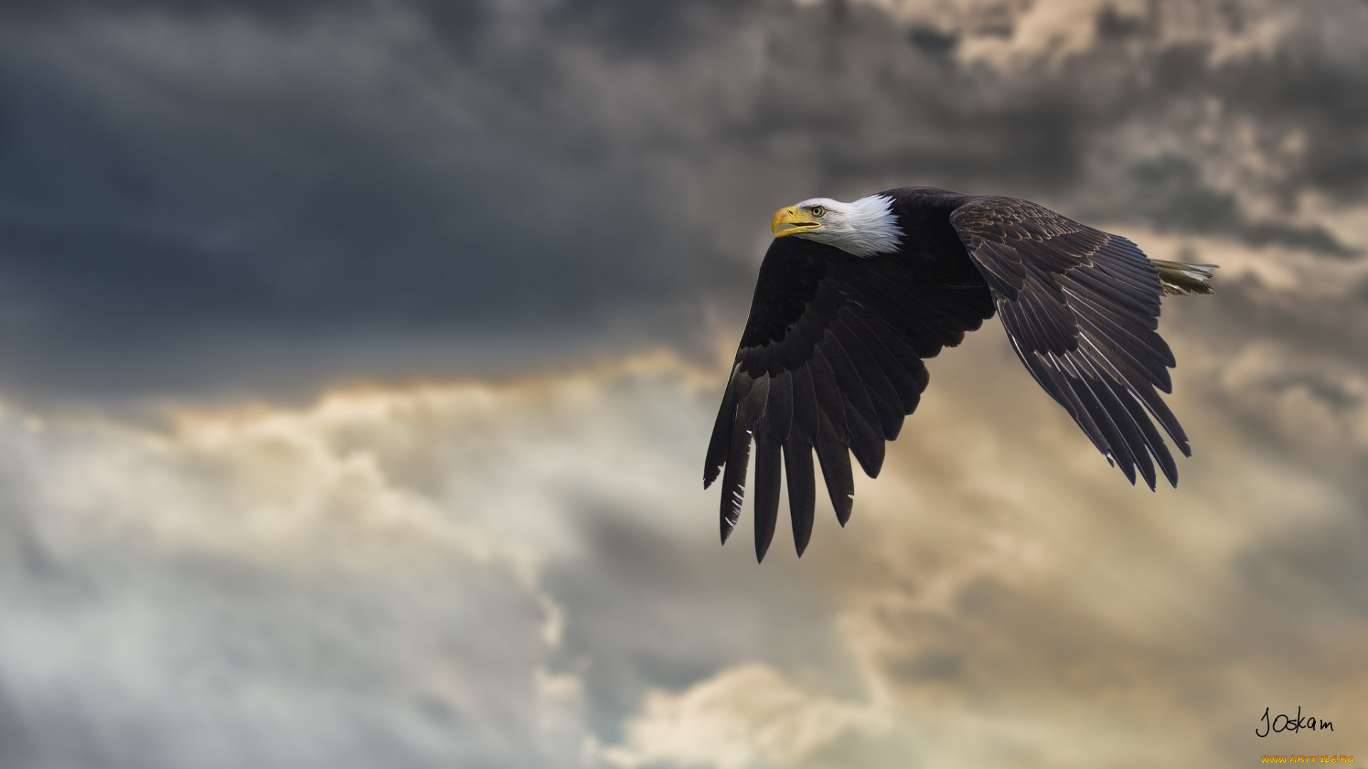 животные, птицы, -, хищники, орлан, полёт, крылья, небо, свет