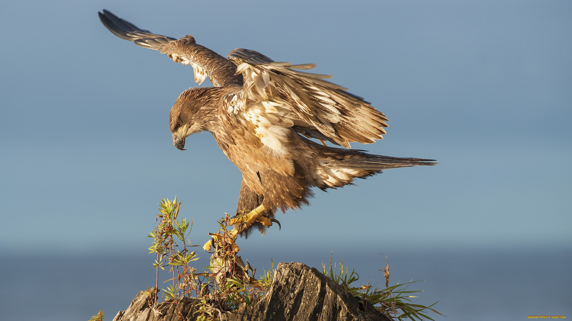 животные, птицы, -, хищники, птичка