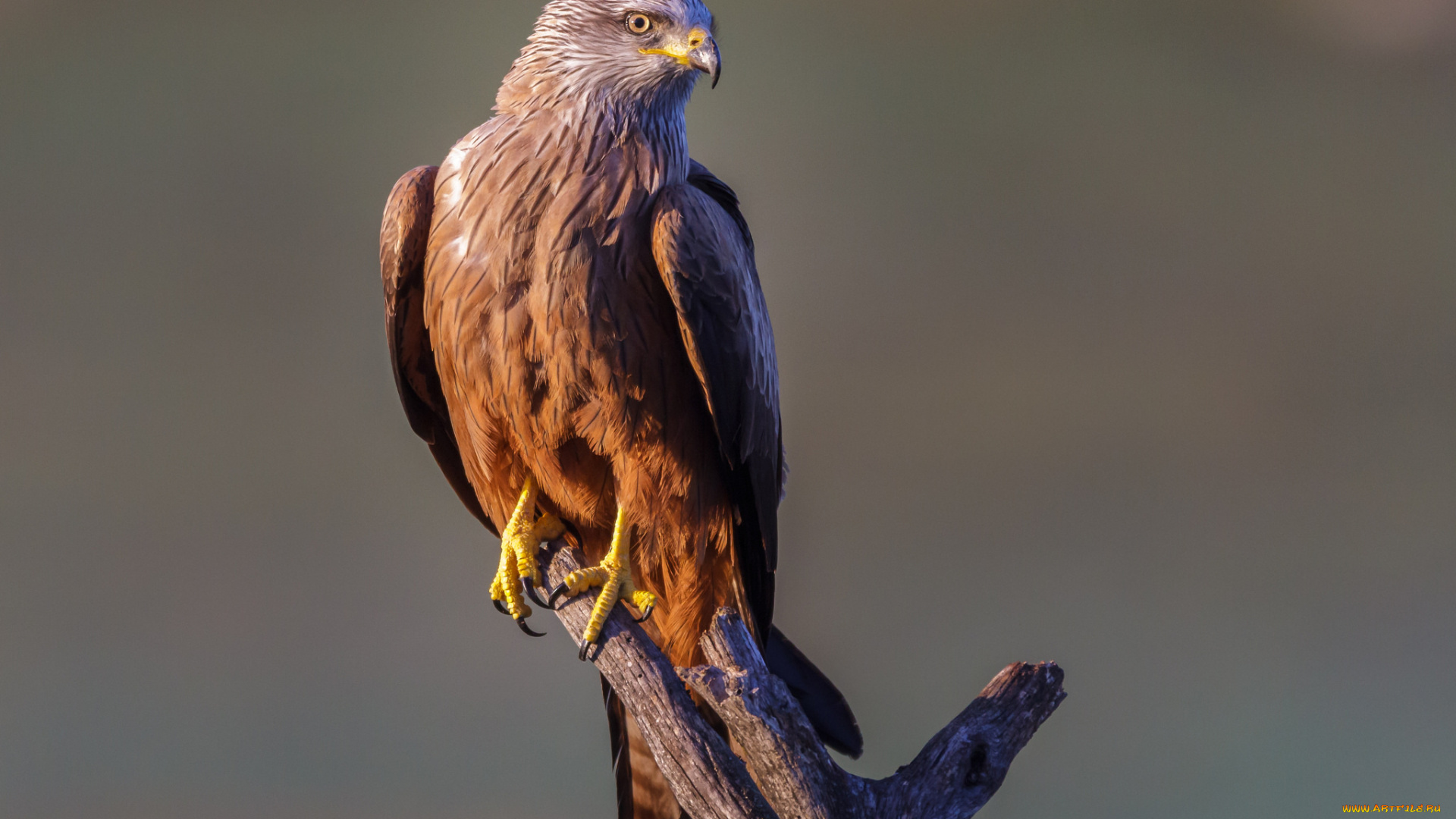 животные, птицы, -, хищники, птичка