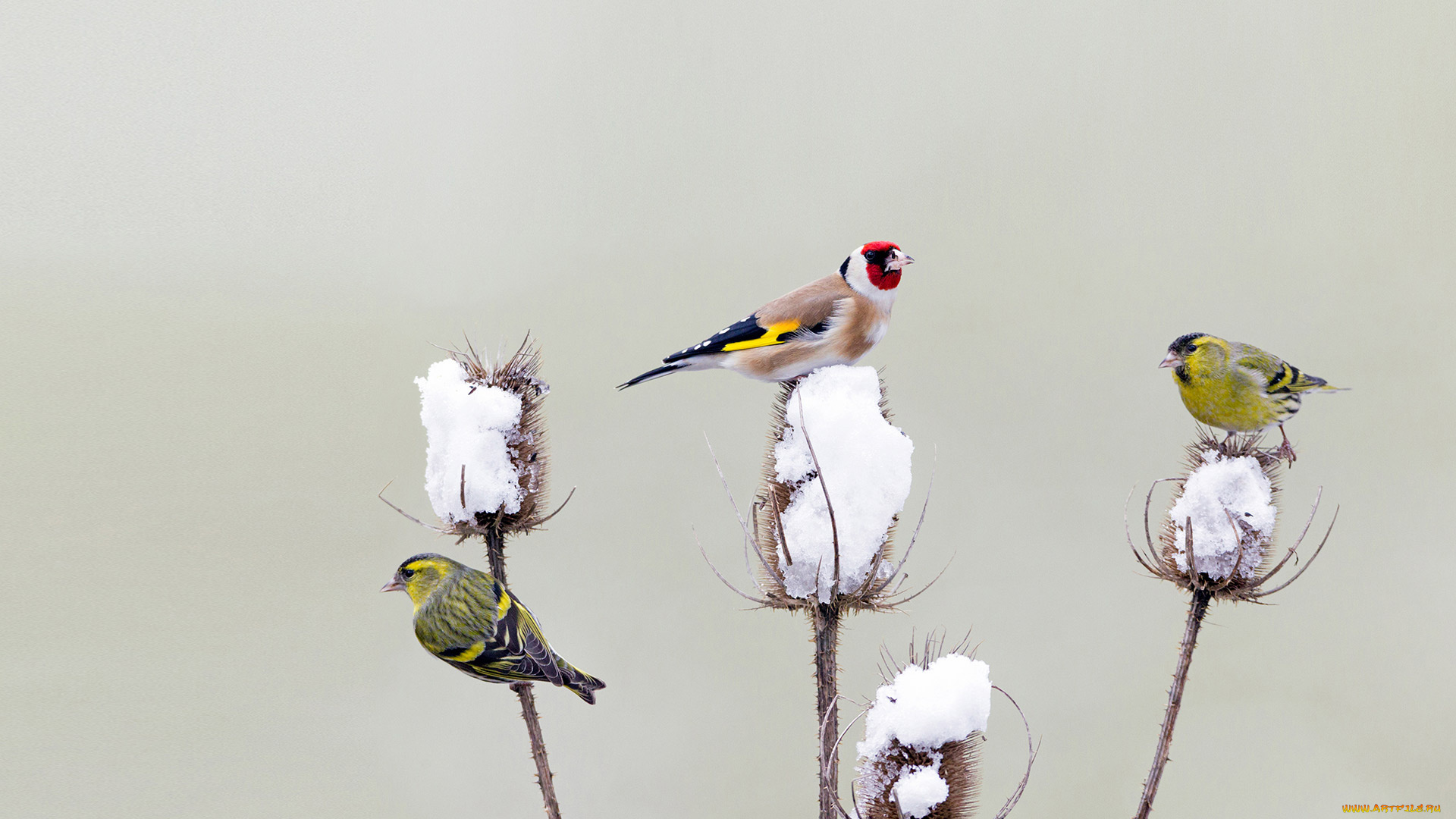 животные, птицы