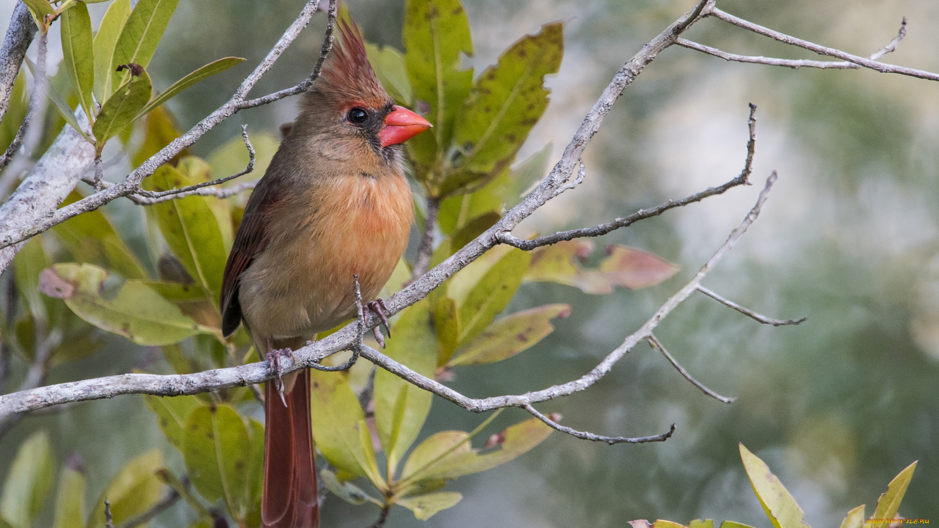 животные, птицы, птичка