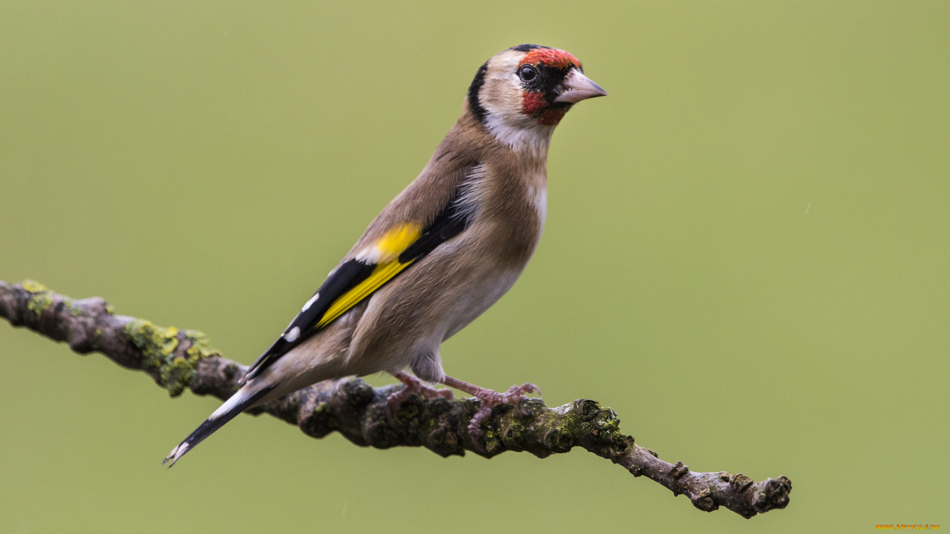 животные, птицы, птичка