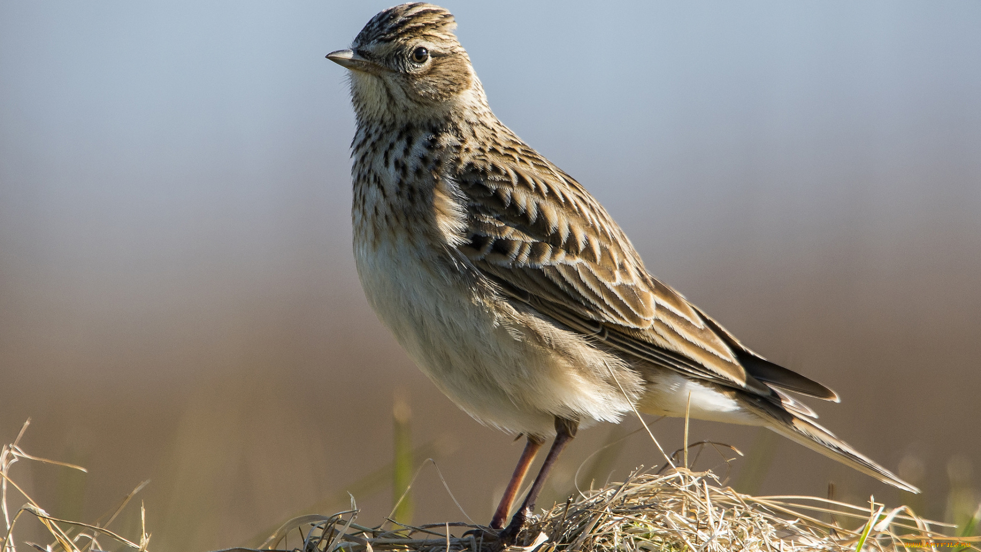 животные, птицы, птичка