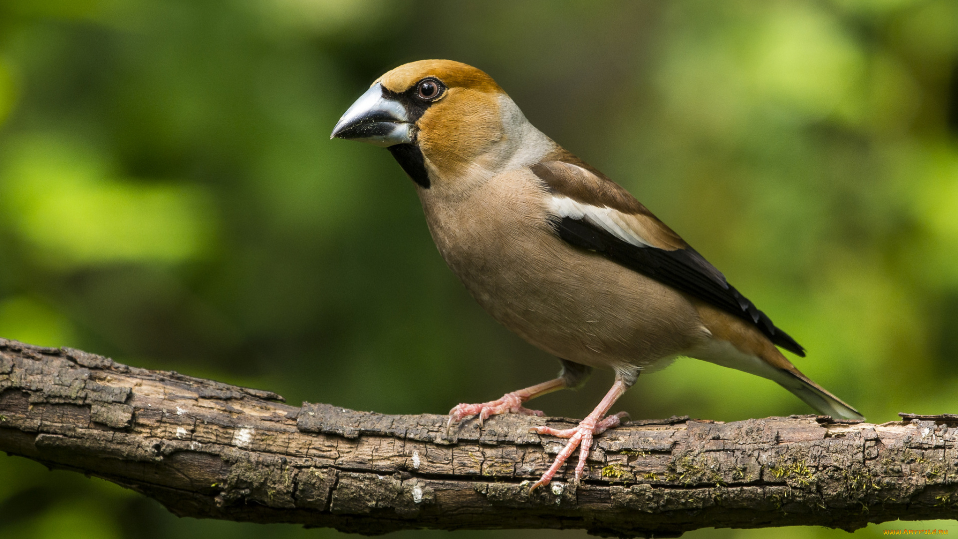 животные, птицы, птичка