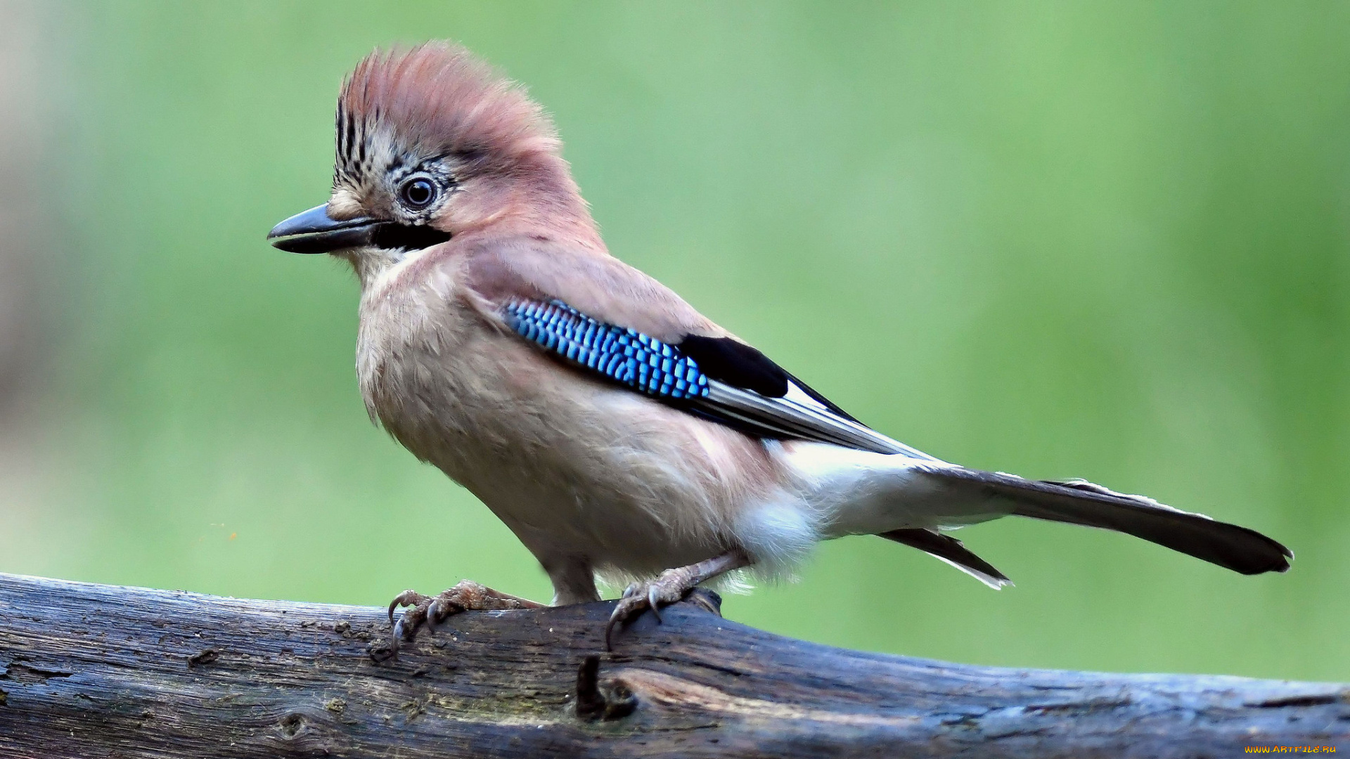 животные, птицы, птичка