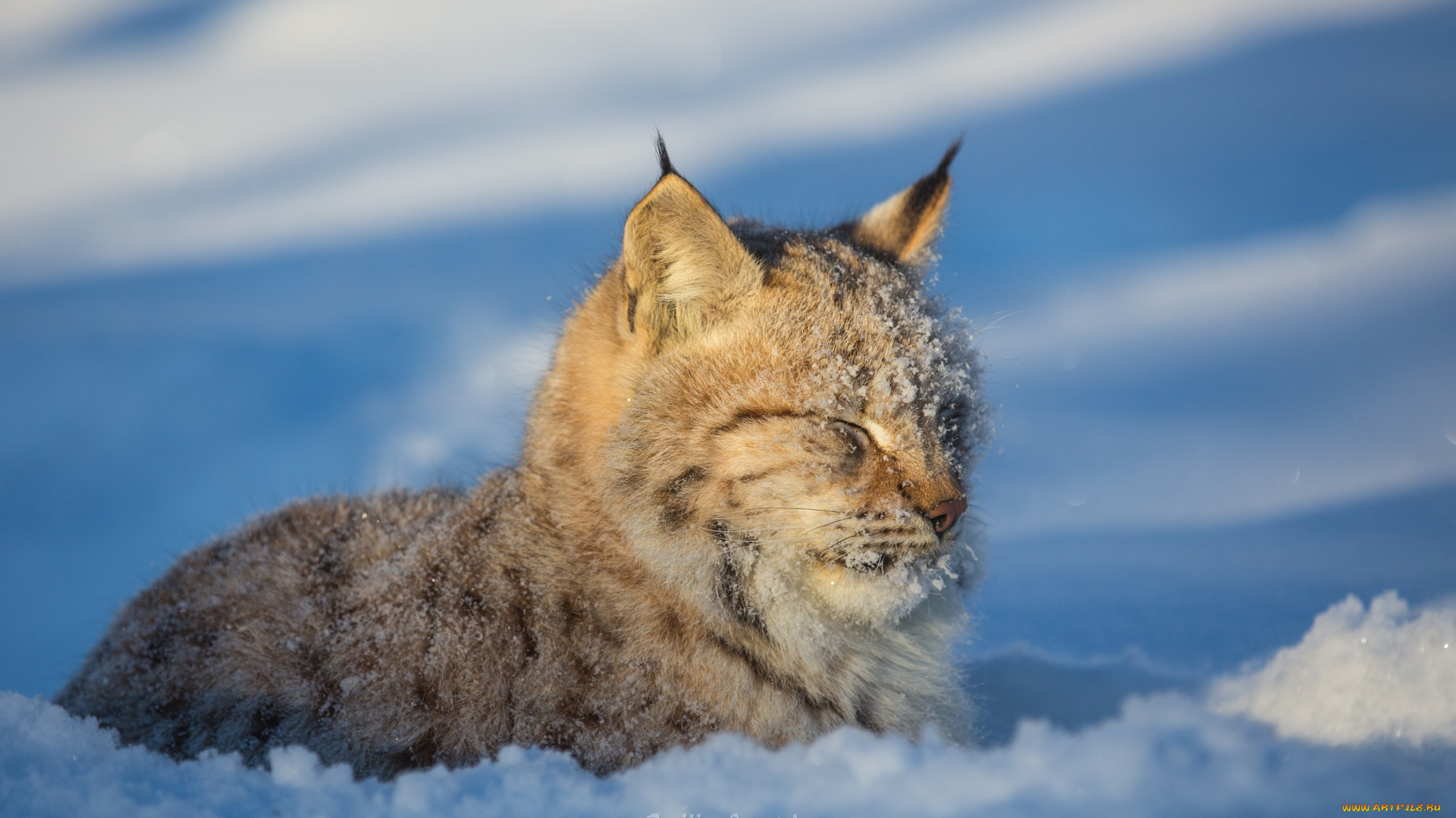 животные, рыси, морда, дремлет, жмурится, зима, снег