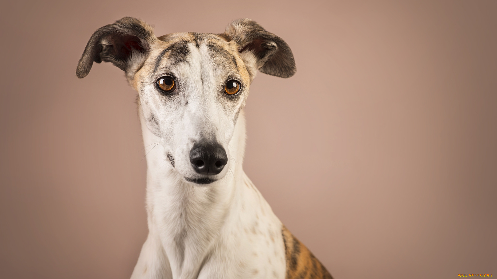 животные, собаки, пес