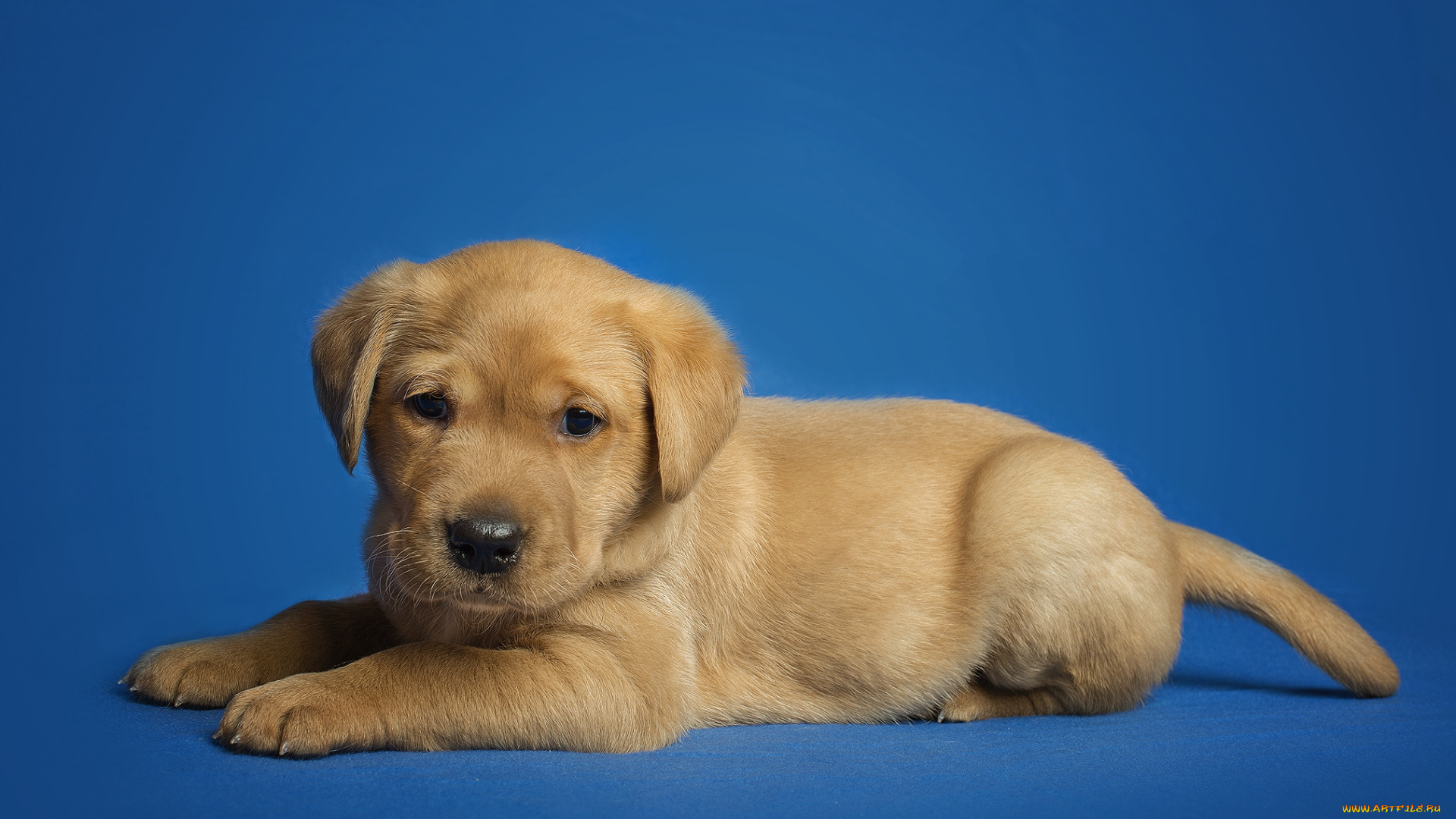 животные, собаки, пес