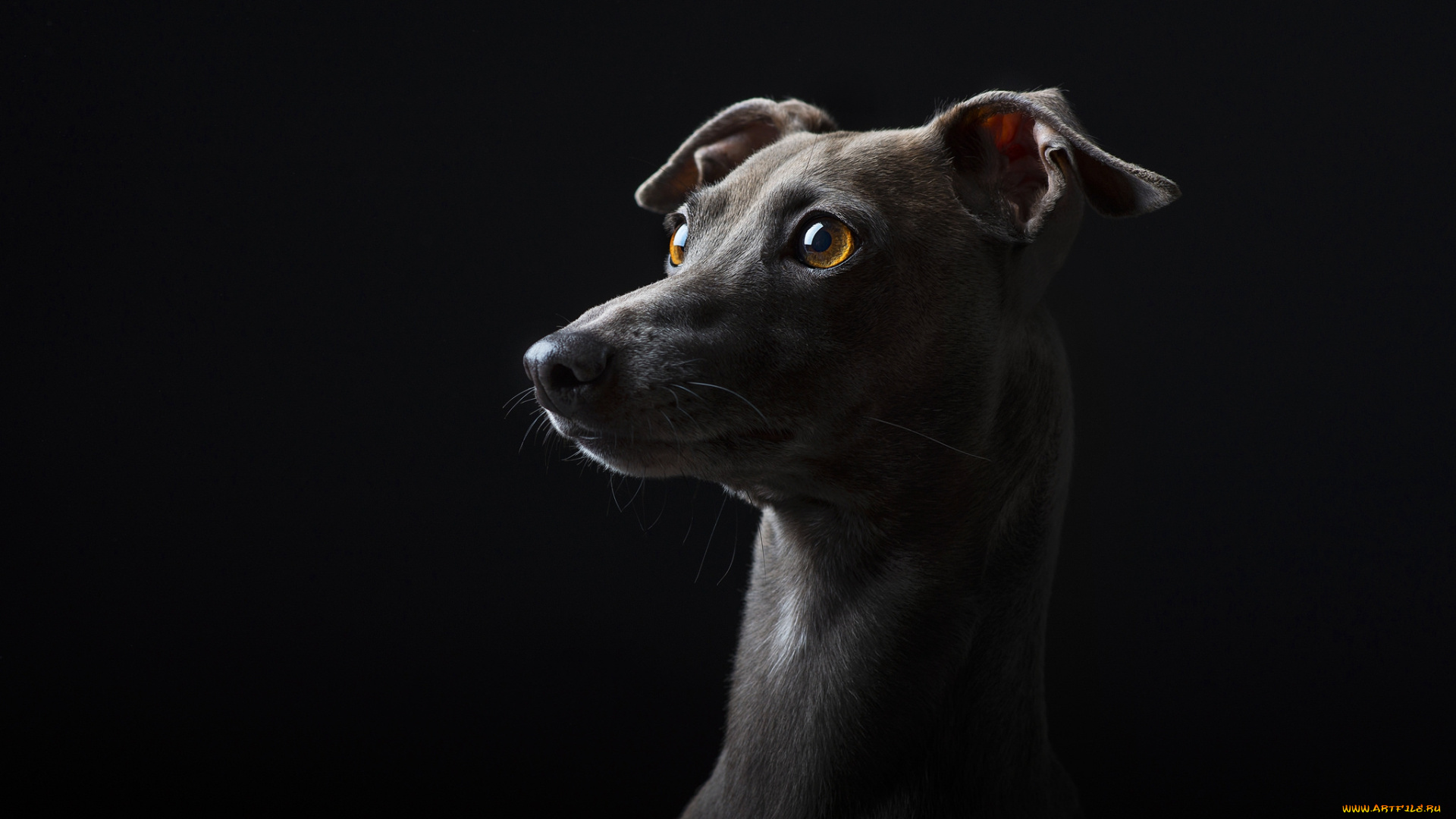 животные, собаки, пес