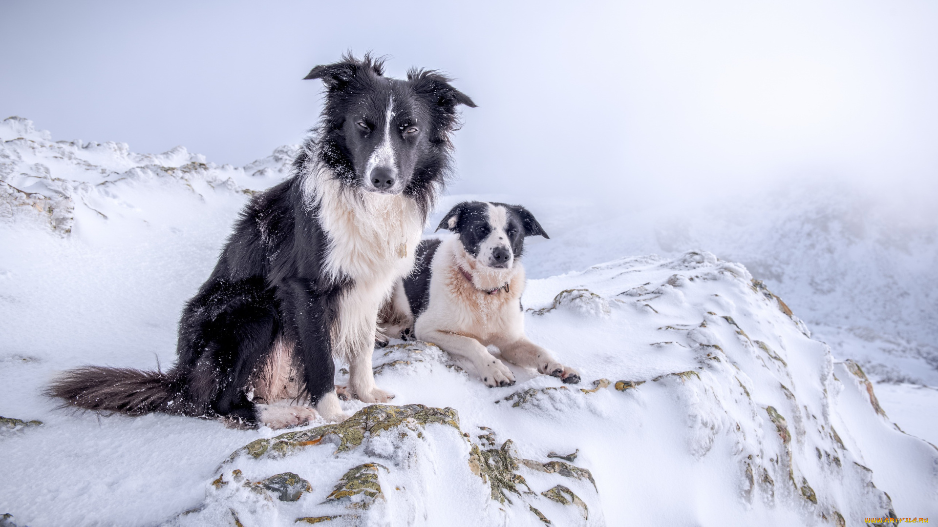 животные, собаки, снег