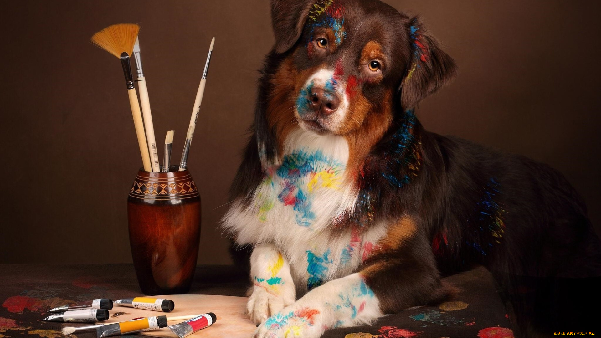 животные, собаки, собака, взгляд