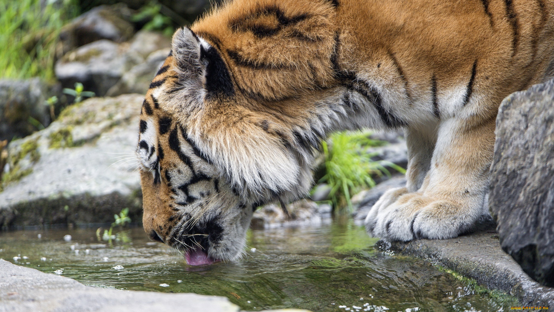 животные, тигры, амурский, кошка, морда, мех, водопой