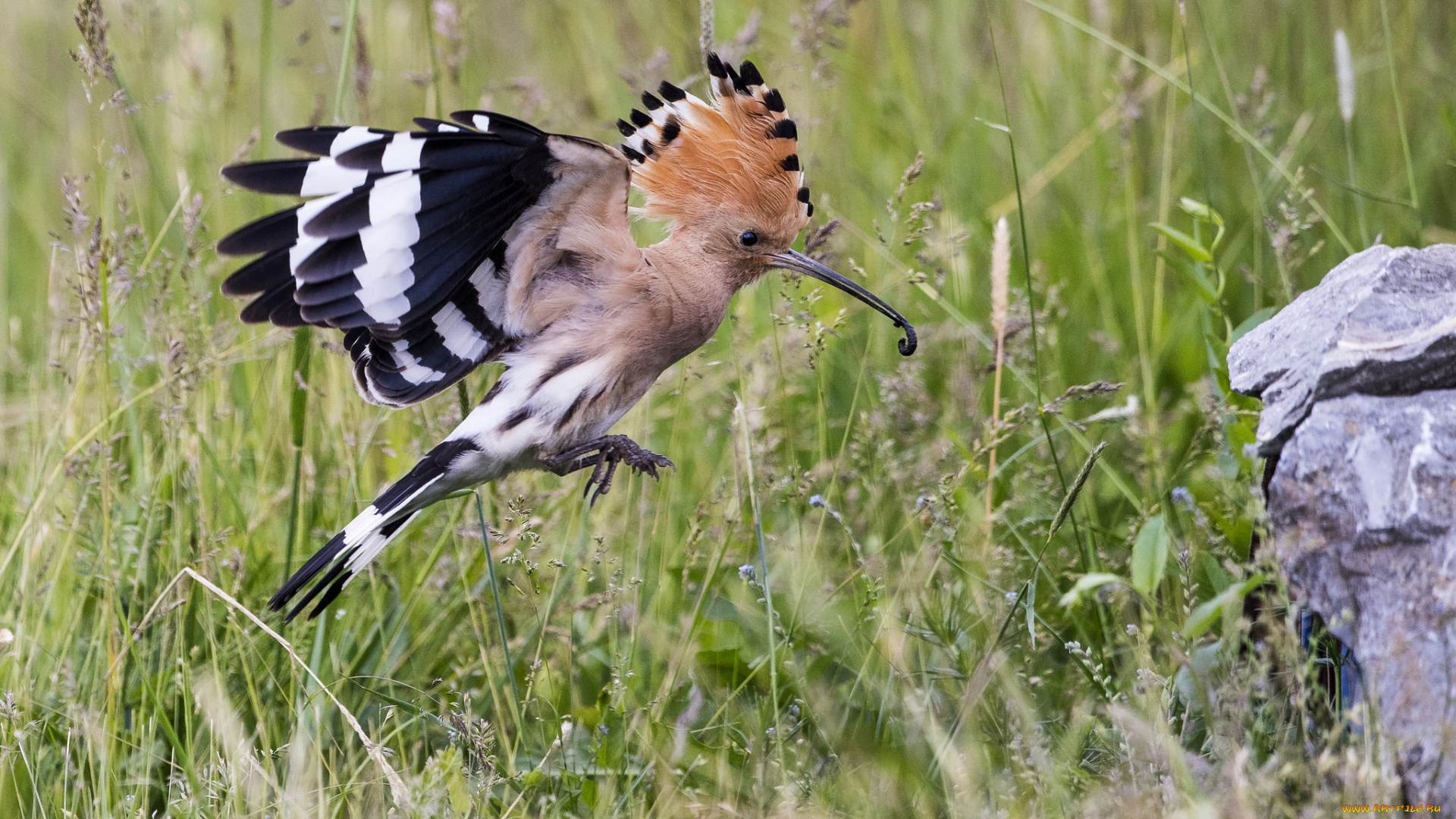 животные, удоды, птичка