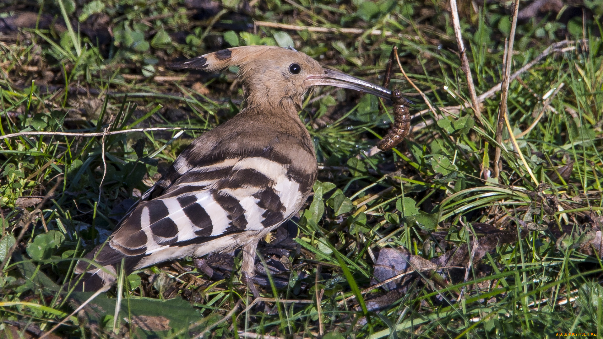 животные, удоды, птичка
