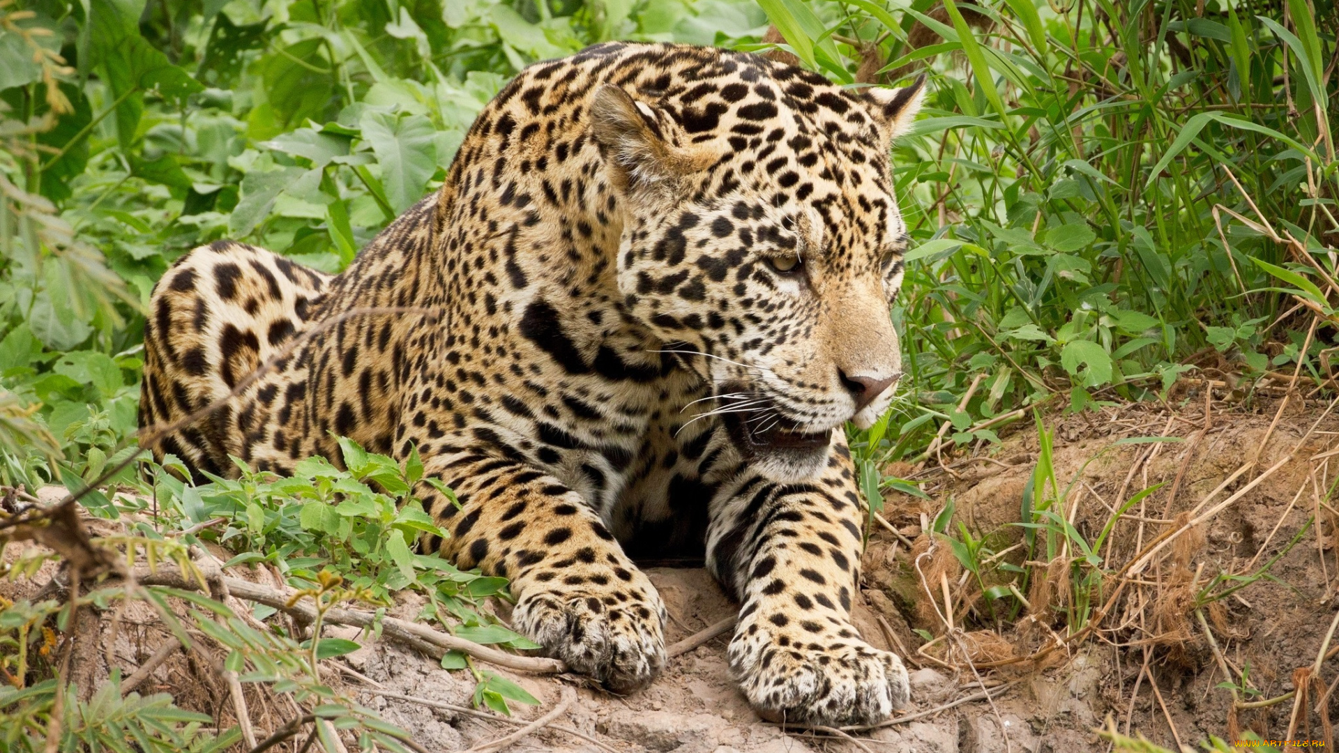 животные, Ягуары, лежит, мощь