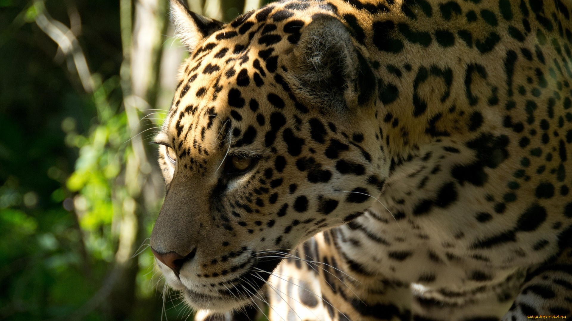 животные, Ягуары, морда, профиль