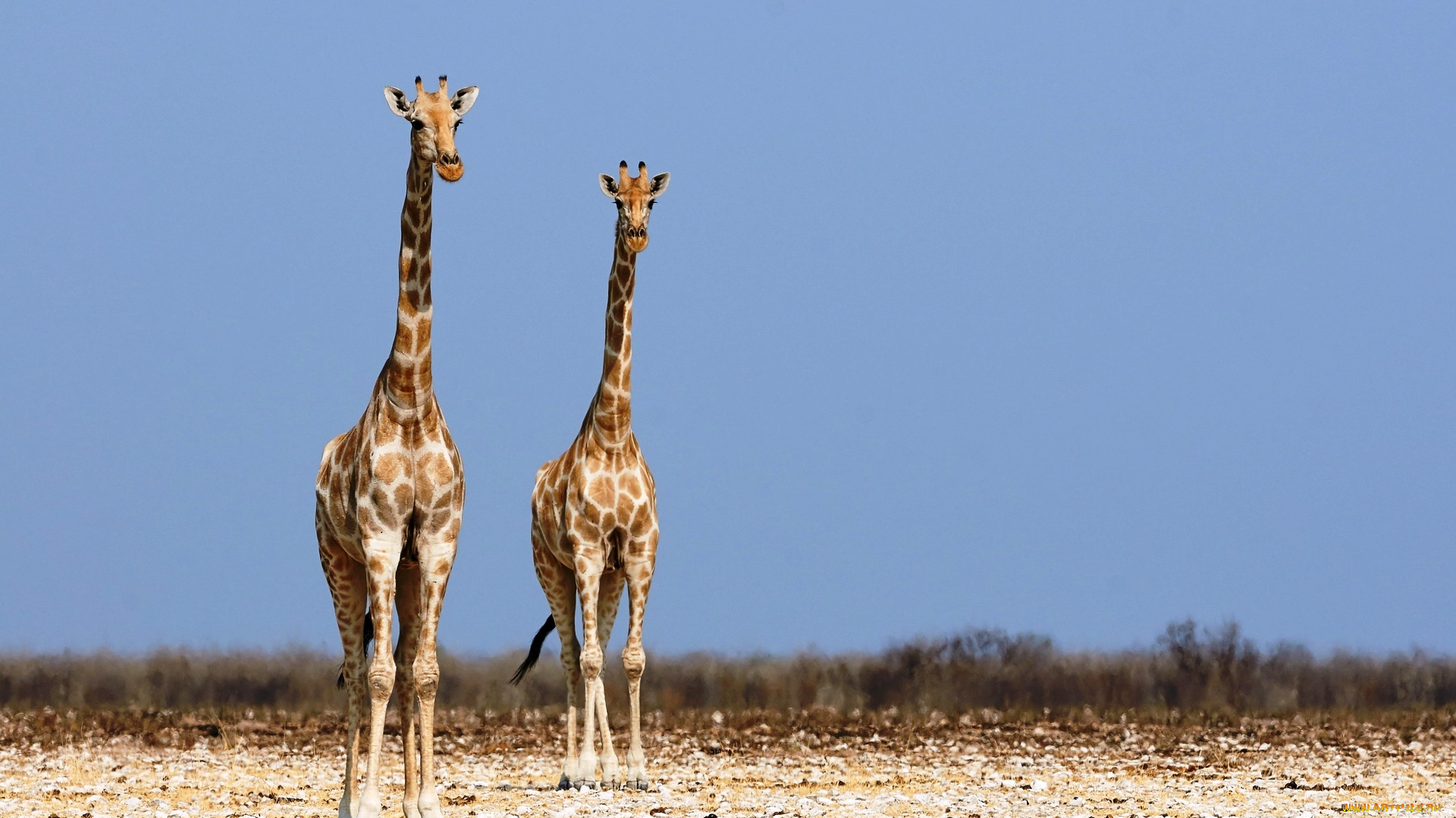 животные, жирафы, пустыня, пара