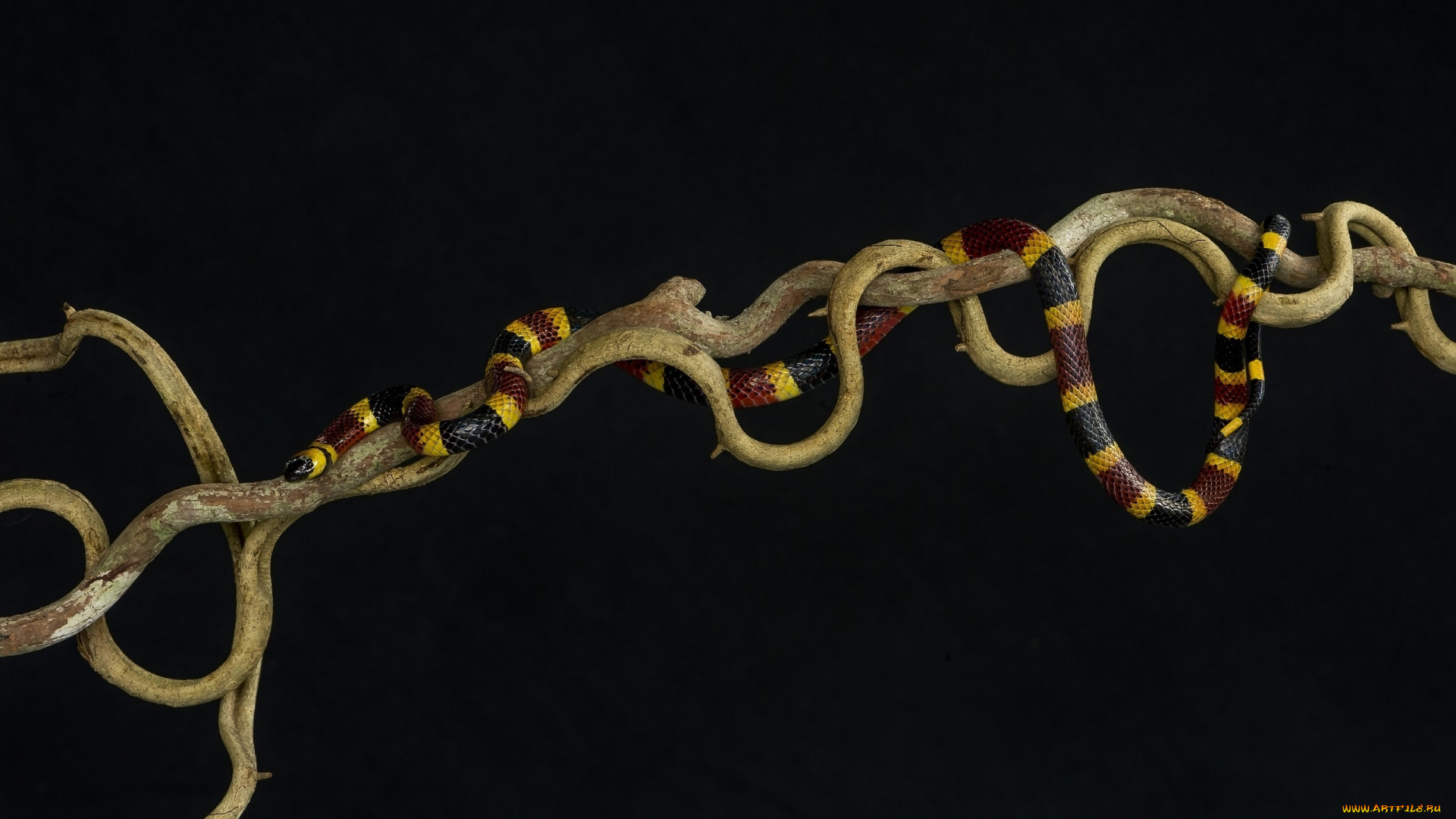 животные, змеи, , питоны, , кобры, пёстрый, яркий, ветка