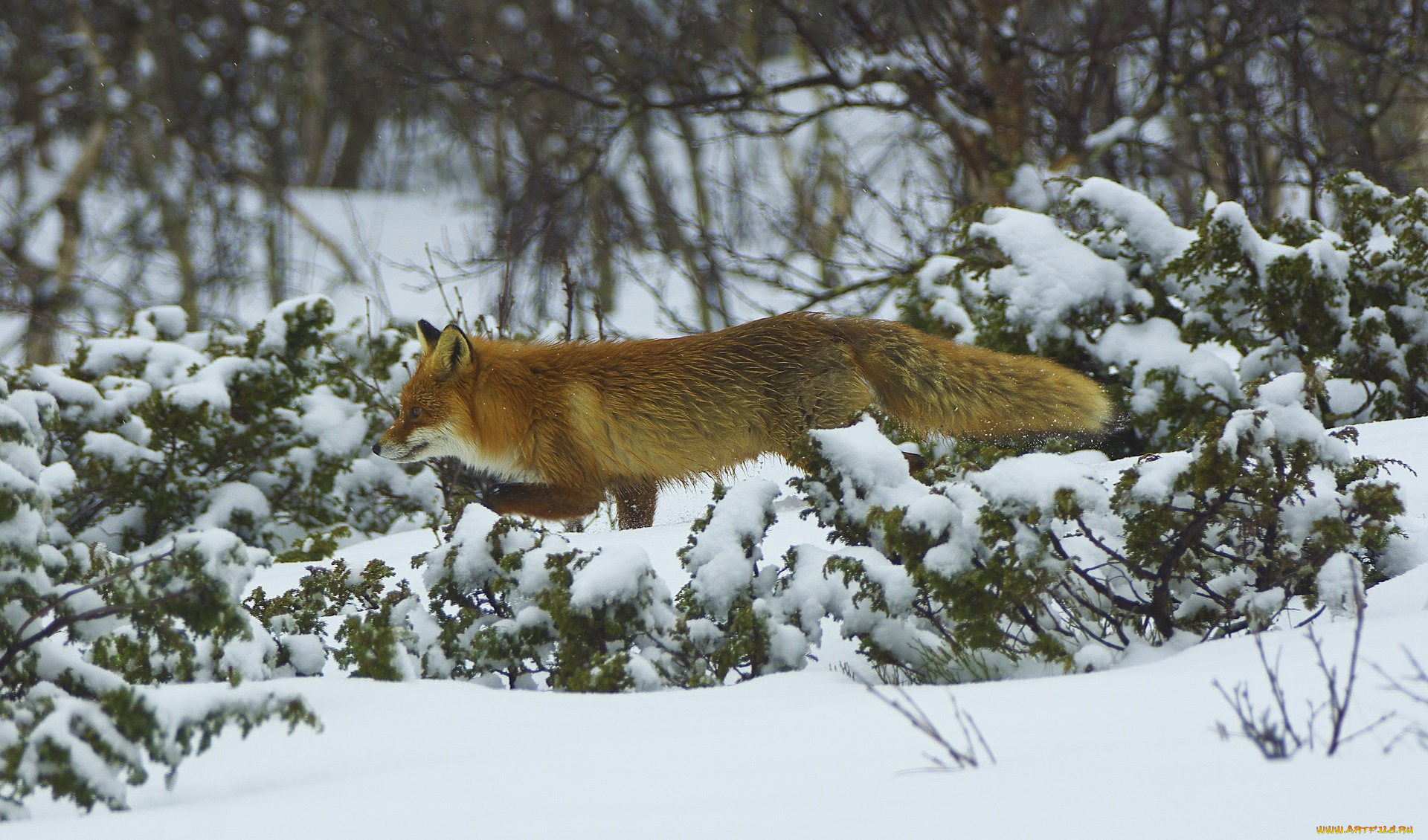 животные, лисы, лес, рыжая, зима, снег, мех, профиль