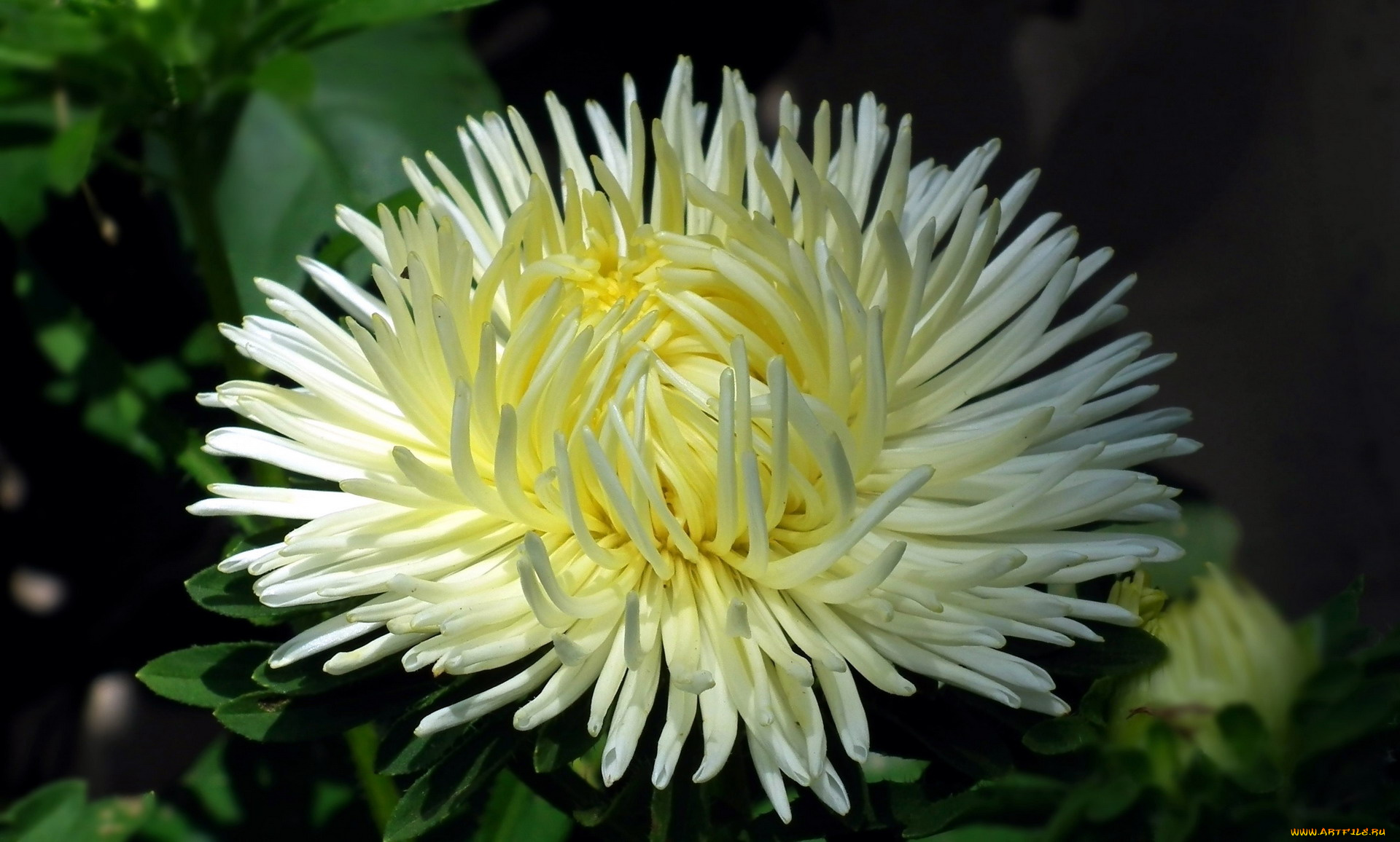 цветы, астры, макро