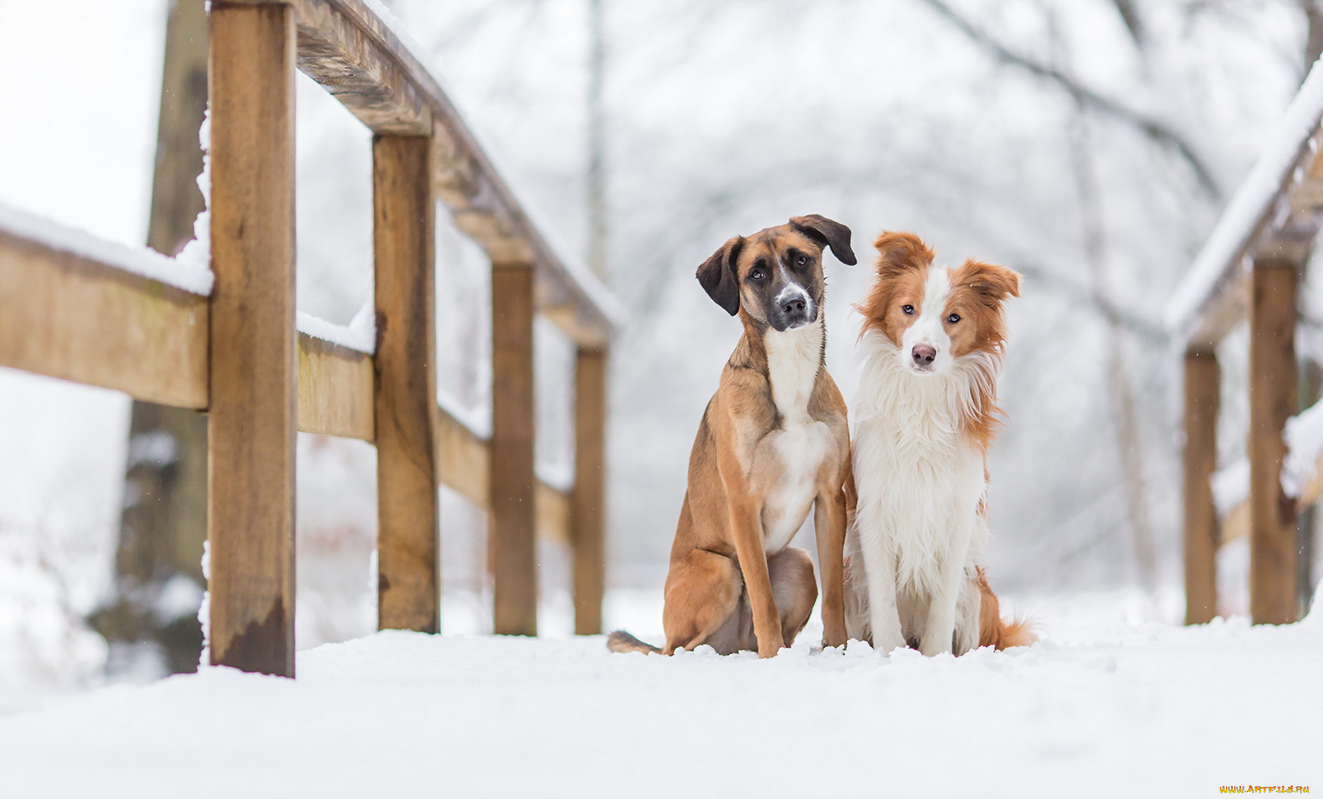 животные, собаки, друзья, фон
