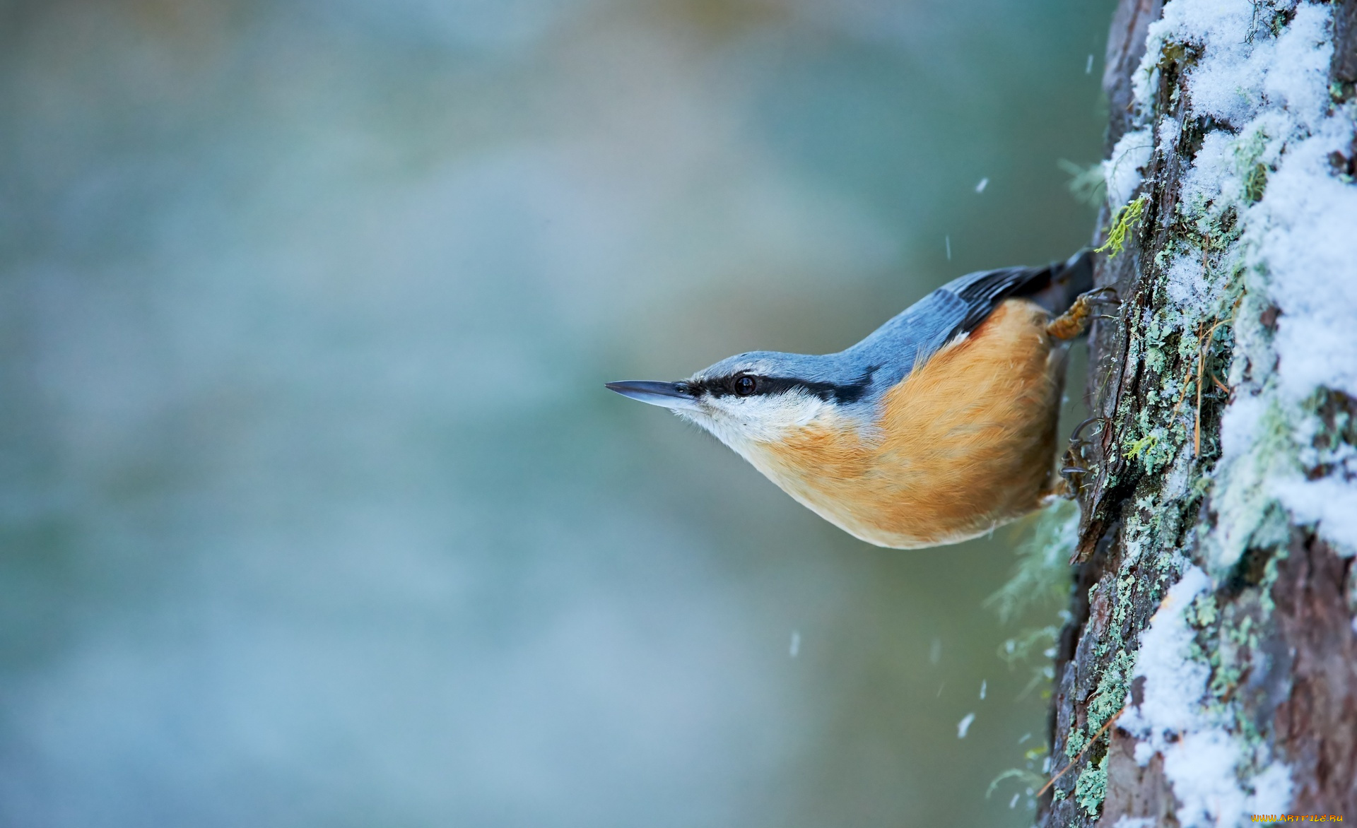 животные, поползни, снег, дерево, птица, поползень