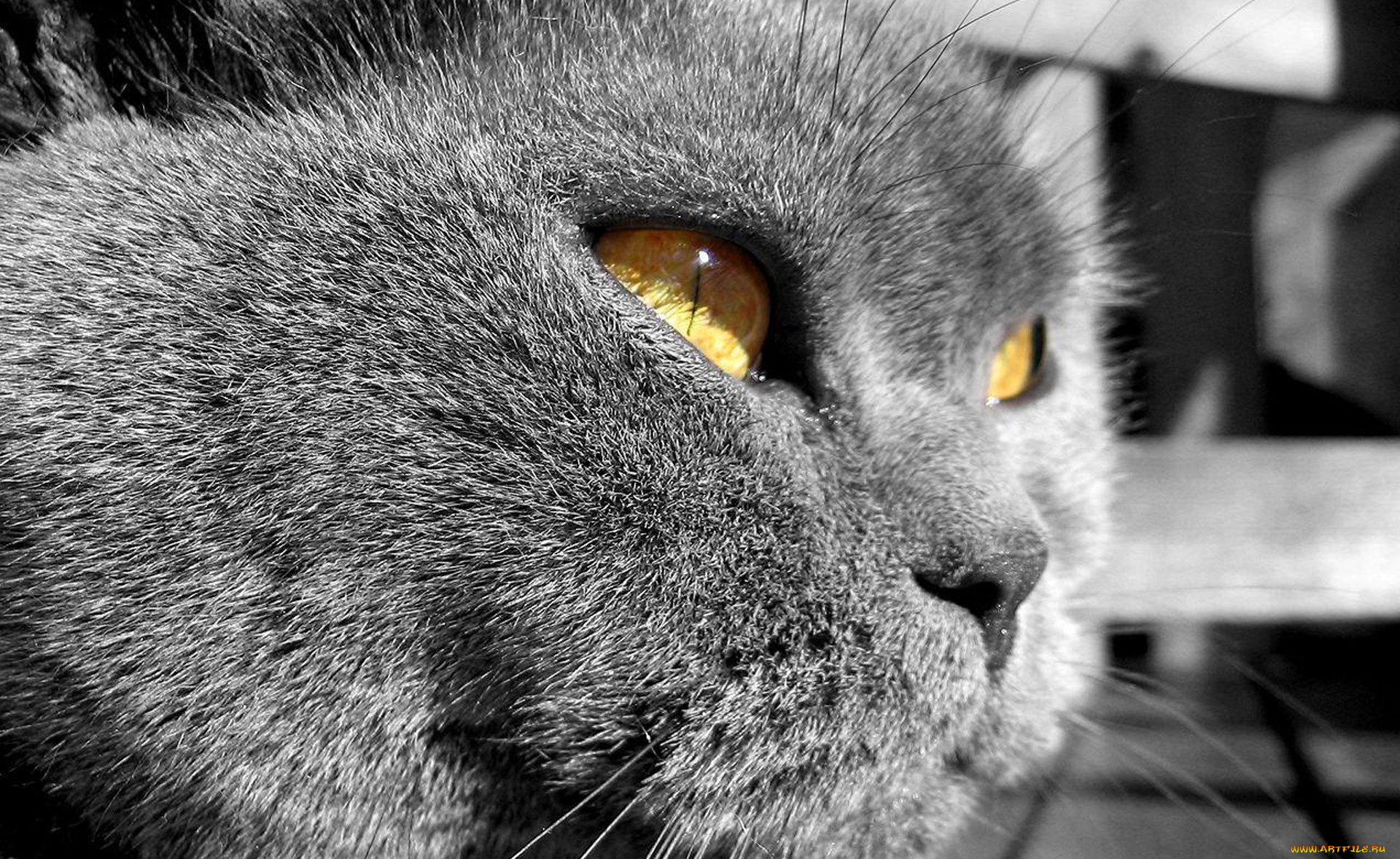 животные, коты, кот, голова, британец