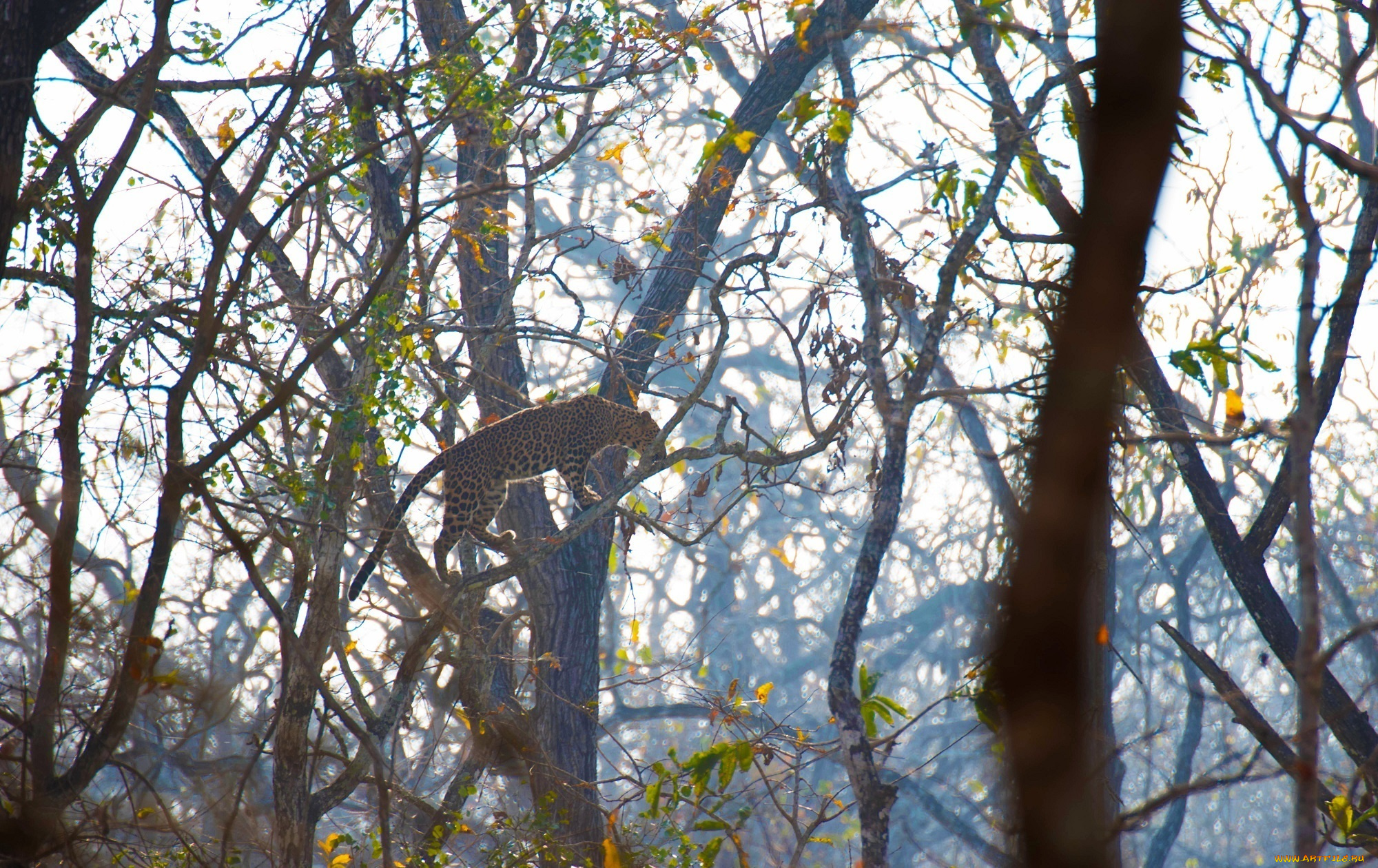 животные, леопарды, грация, окрас, лес