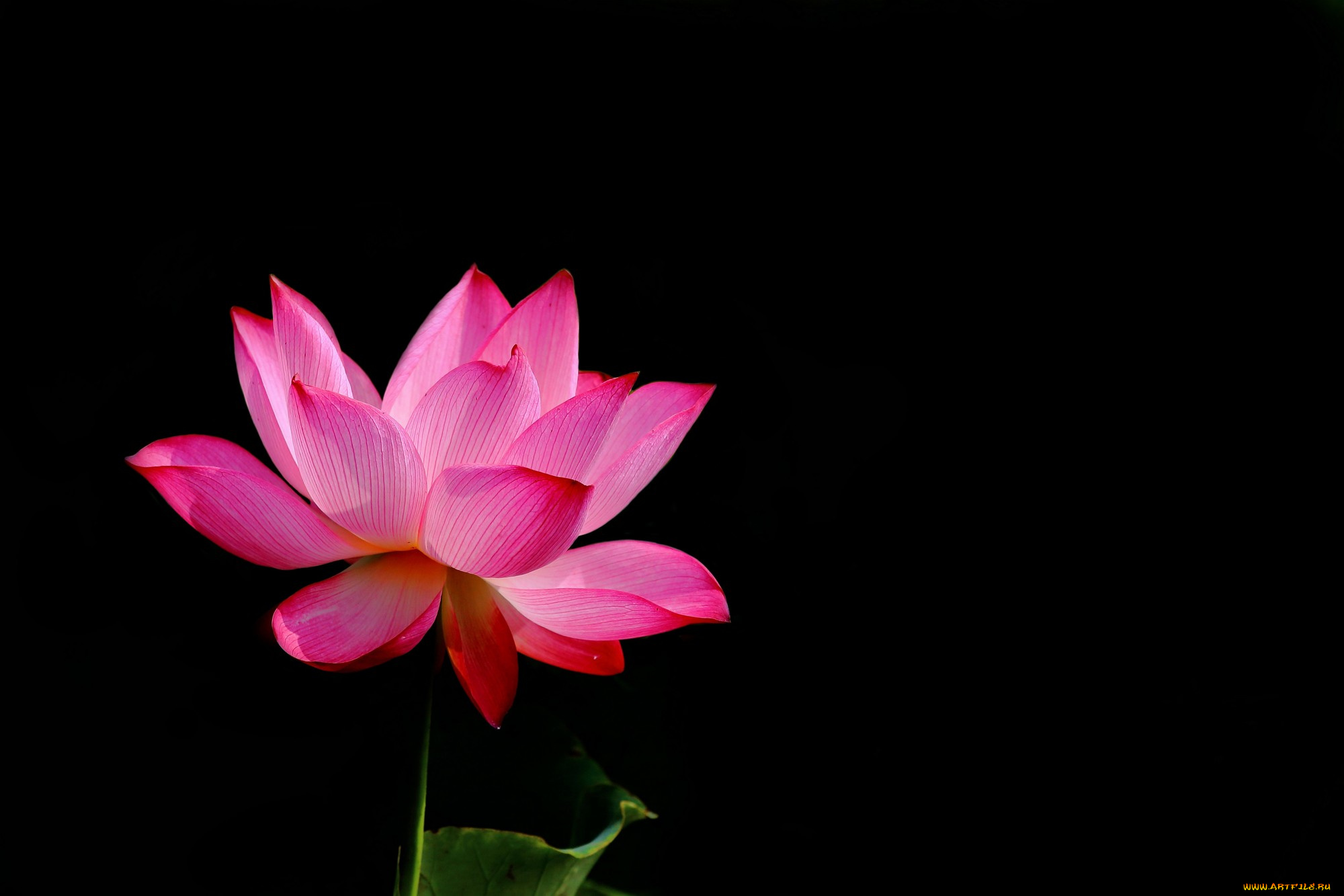 цветы, лотосы, фон, лепестки