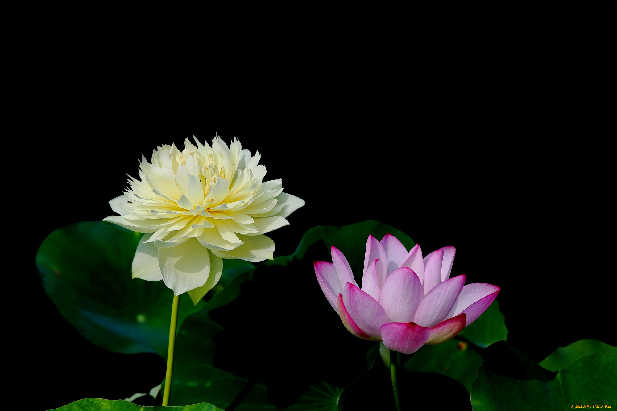 цветы, лотосы, фон, лепестки