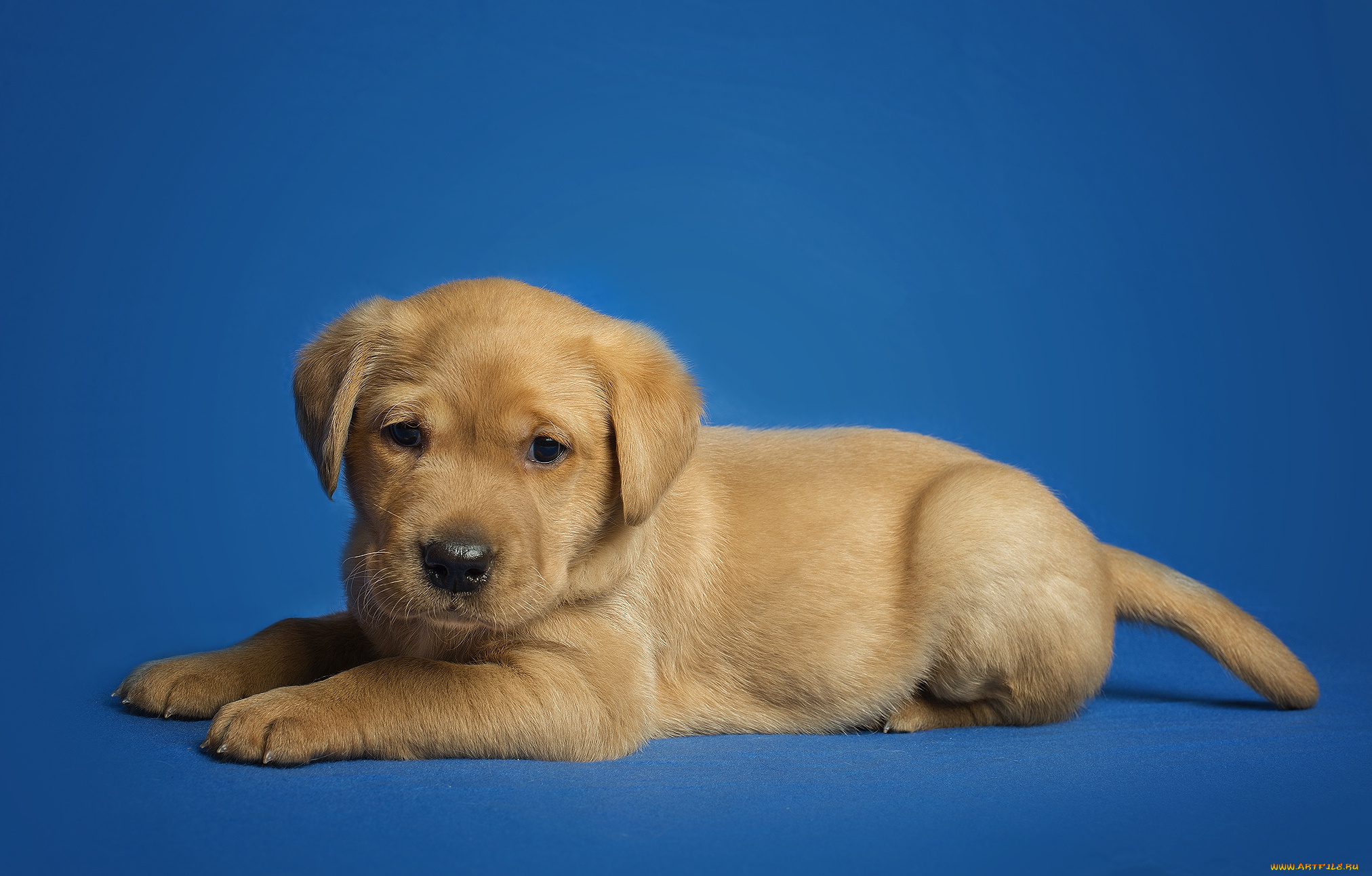 животные, собаки, пес