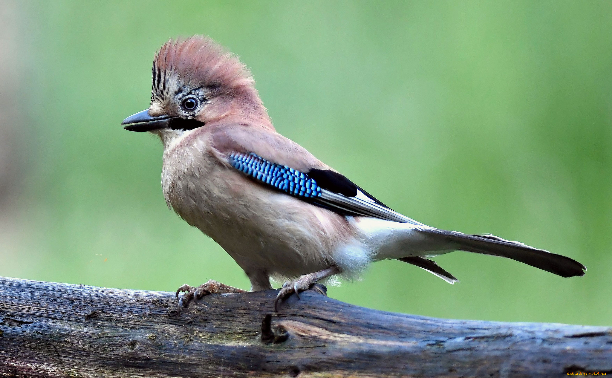 животные, птицы, птичка