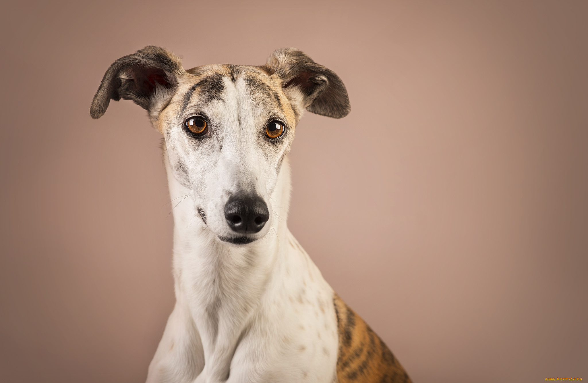 животные, собаки, пес