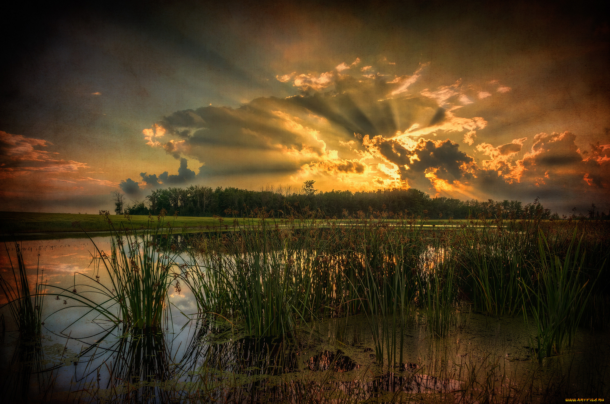 природа, реки, озера, лес, река