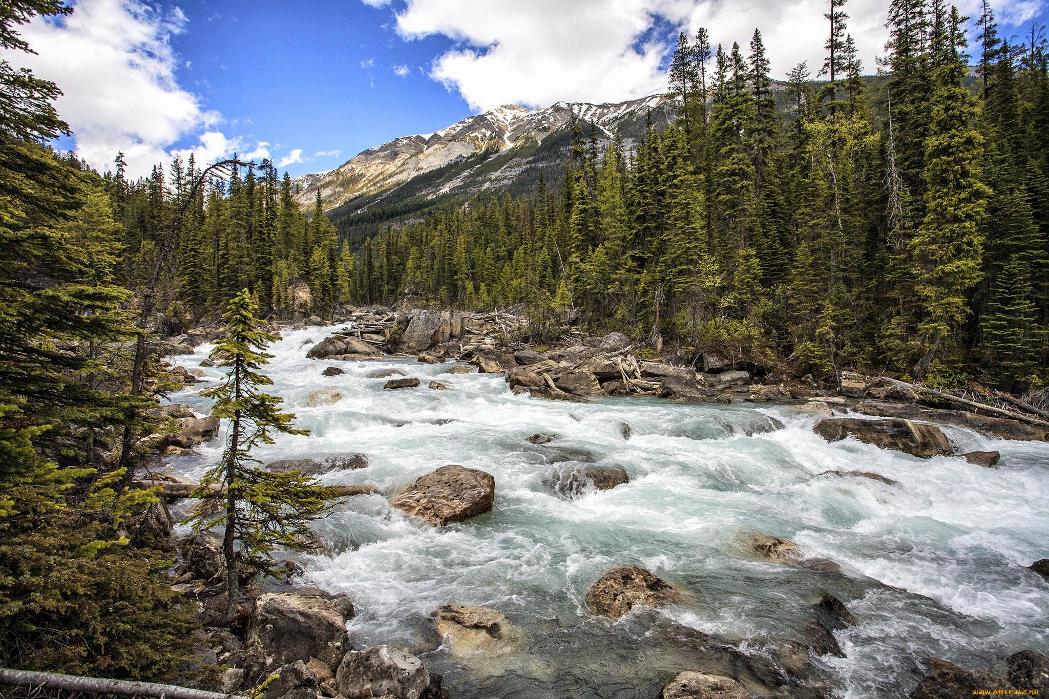 природа, реки, озера, лес, река