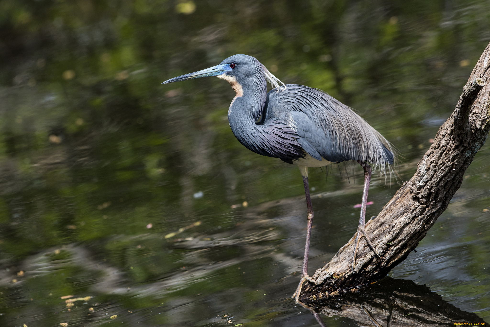 животные, цапли, , выпи, птичка