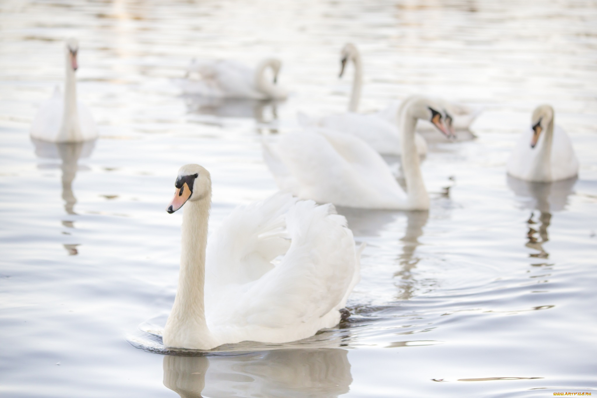 животные, лебеди, грация, свет