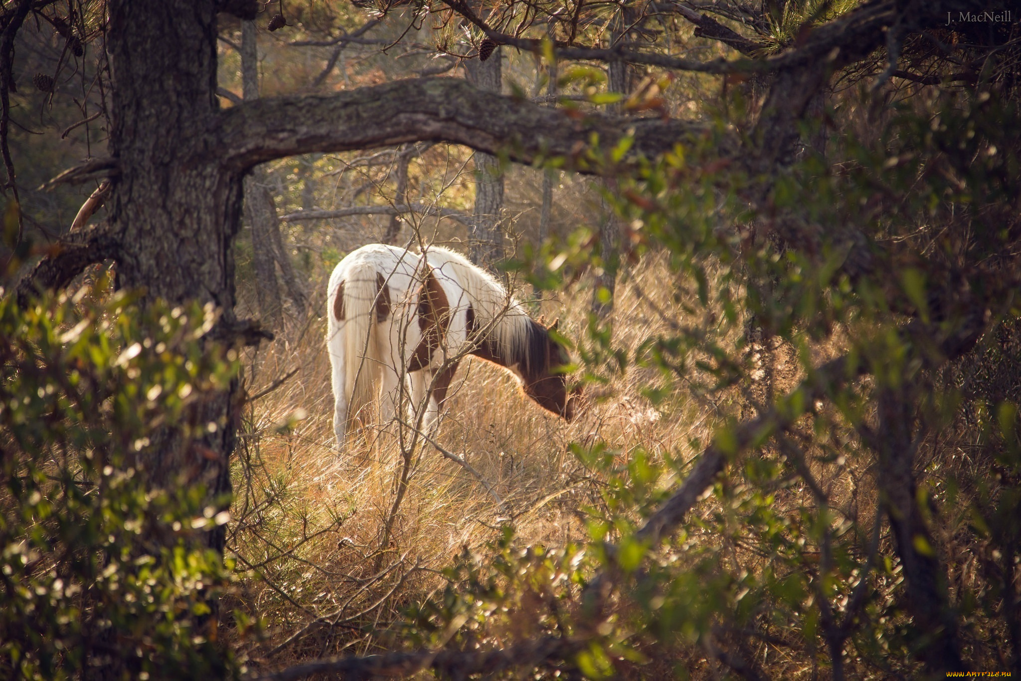 животные, лошади, конь, лес, поляна, пасётся, свет, листва, трава