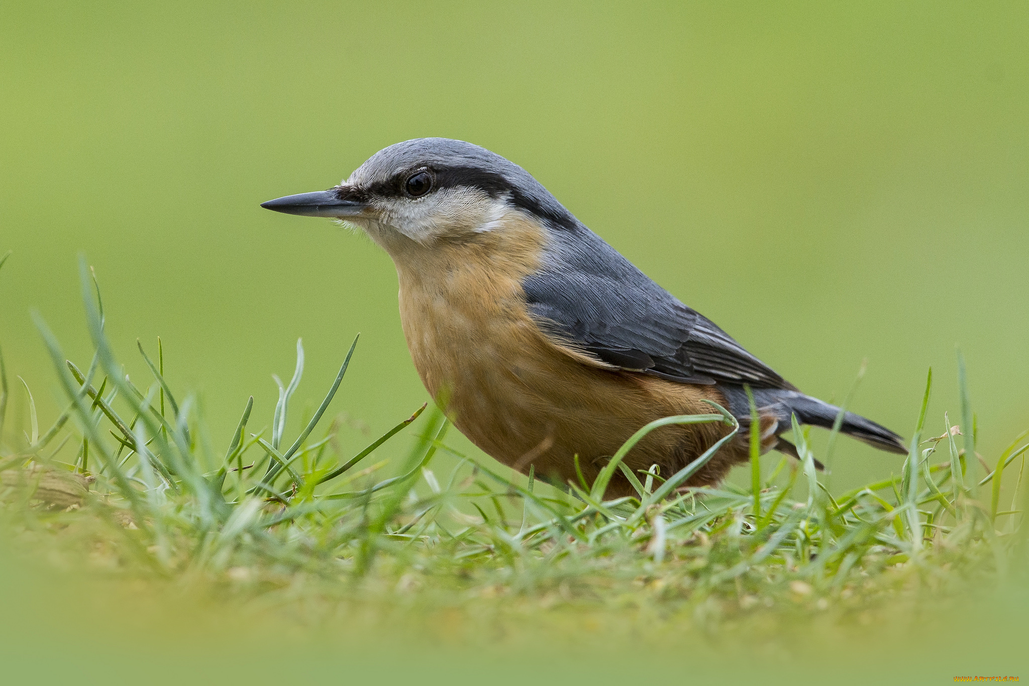 животные, поползни, птичка