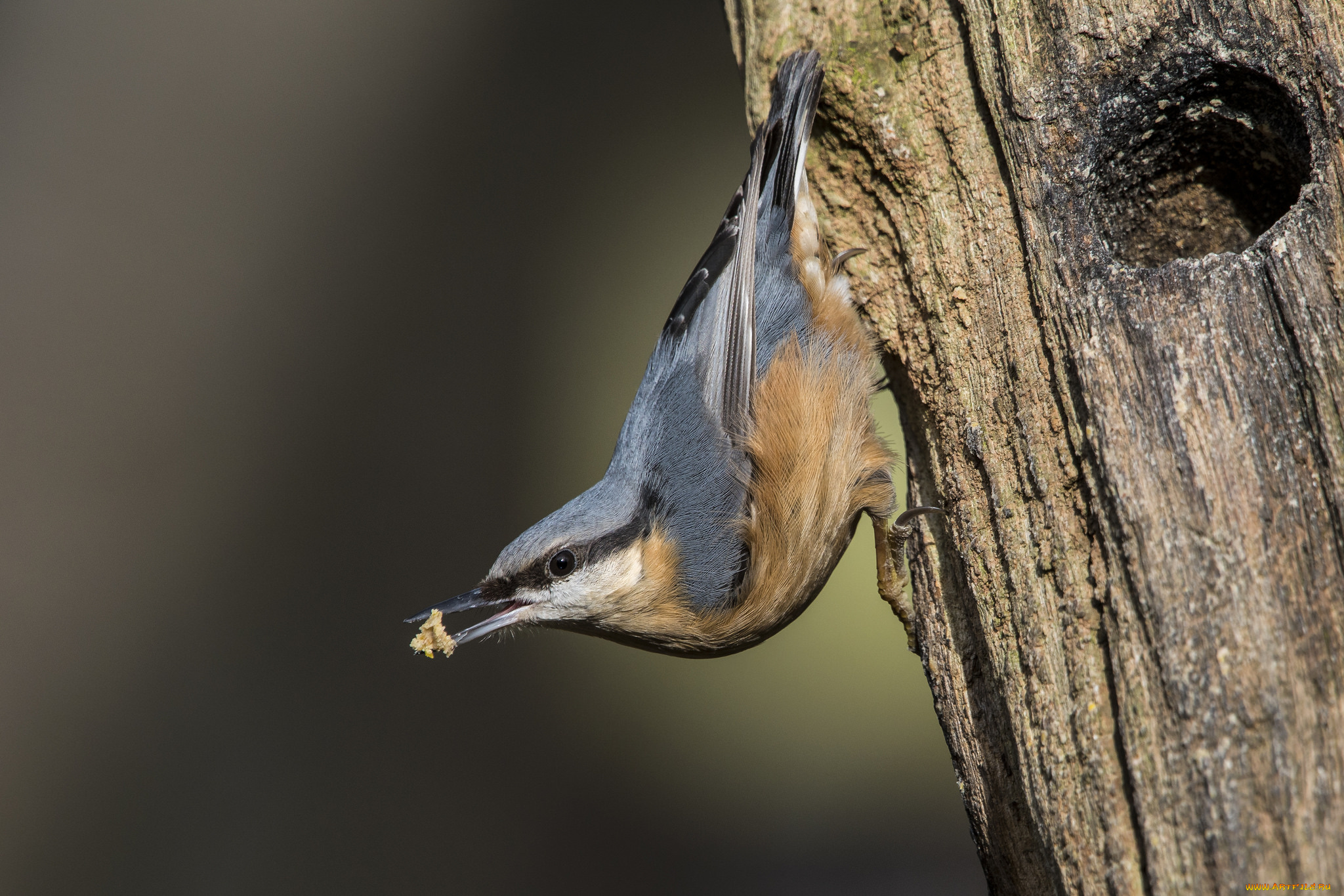 животные, поползни, птичка