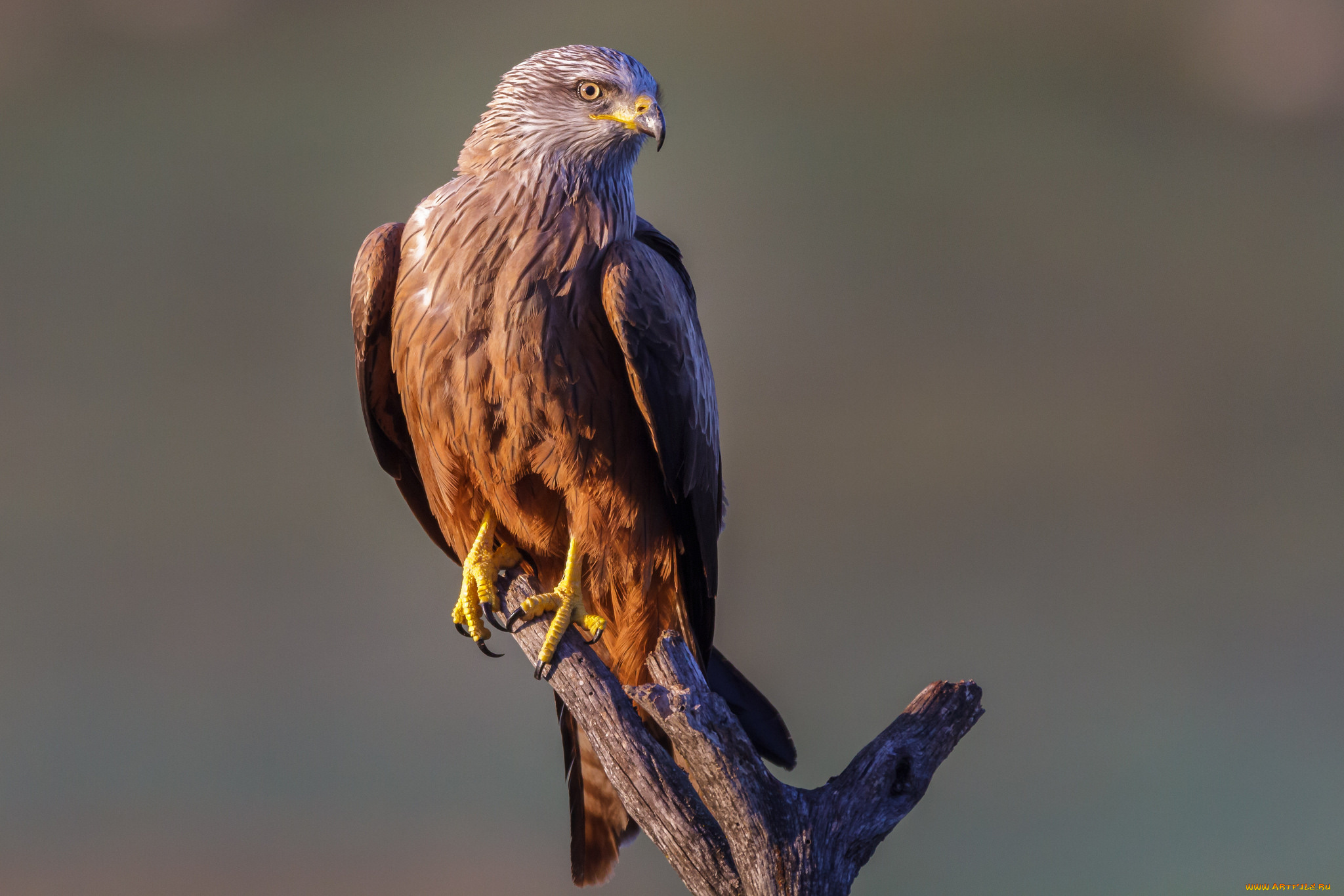 животные, птицы, -, хищники, птичка