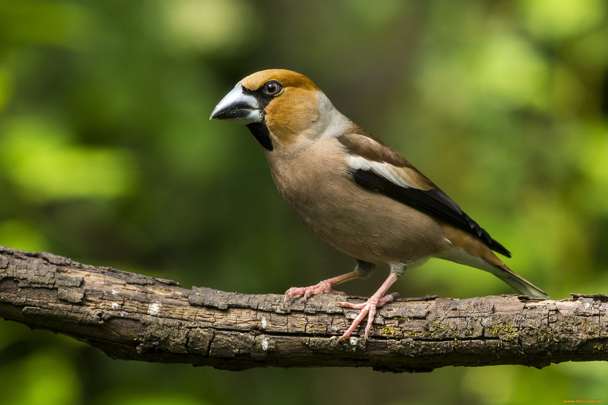 животные, птицы, птичка