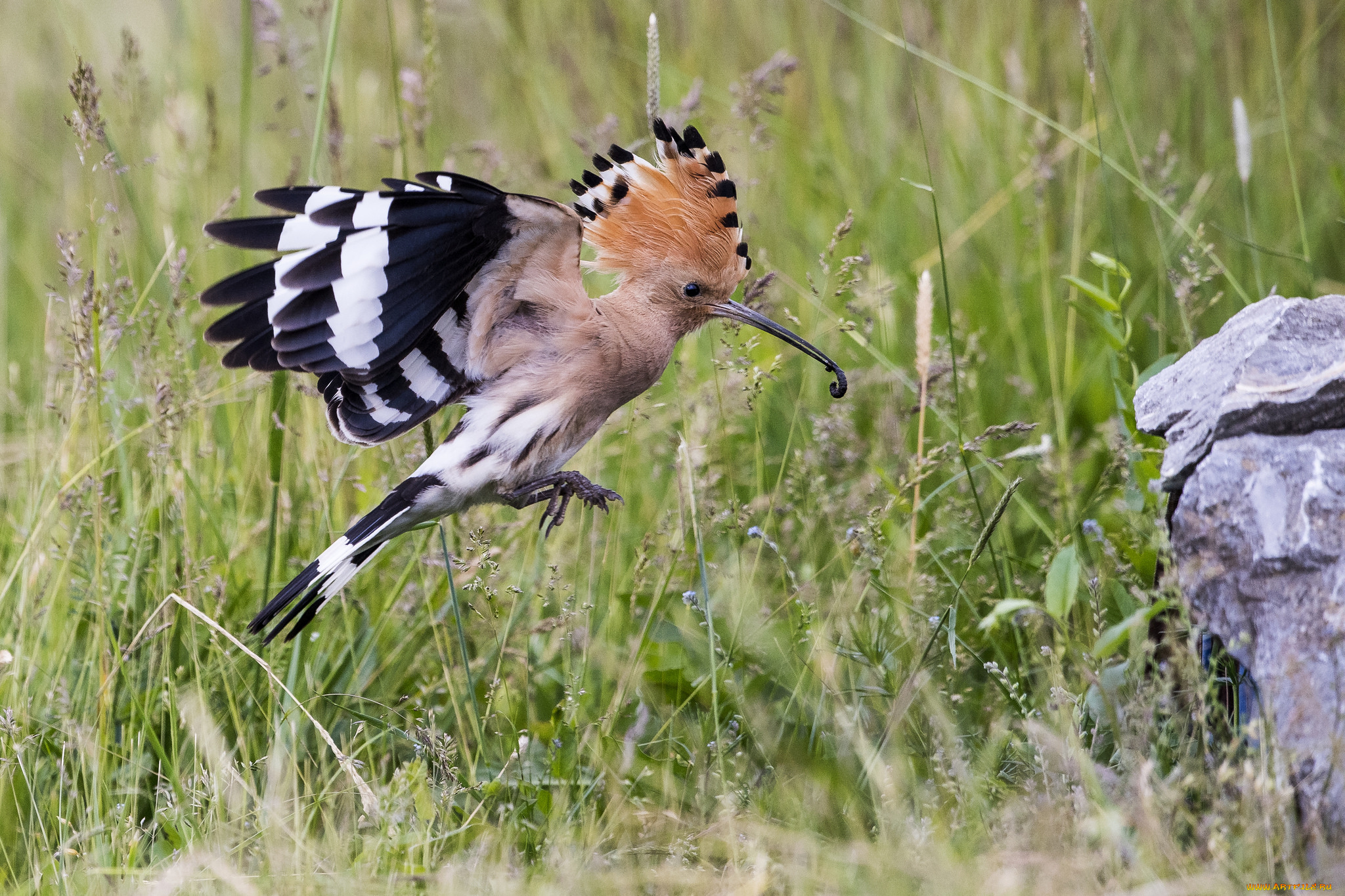 животные, удоды, птичка