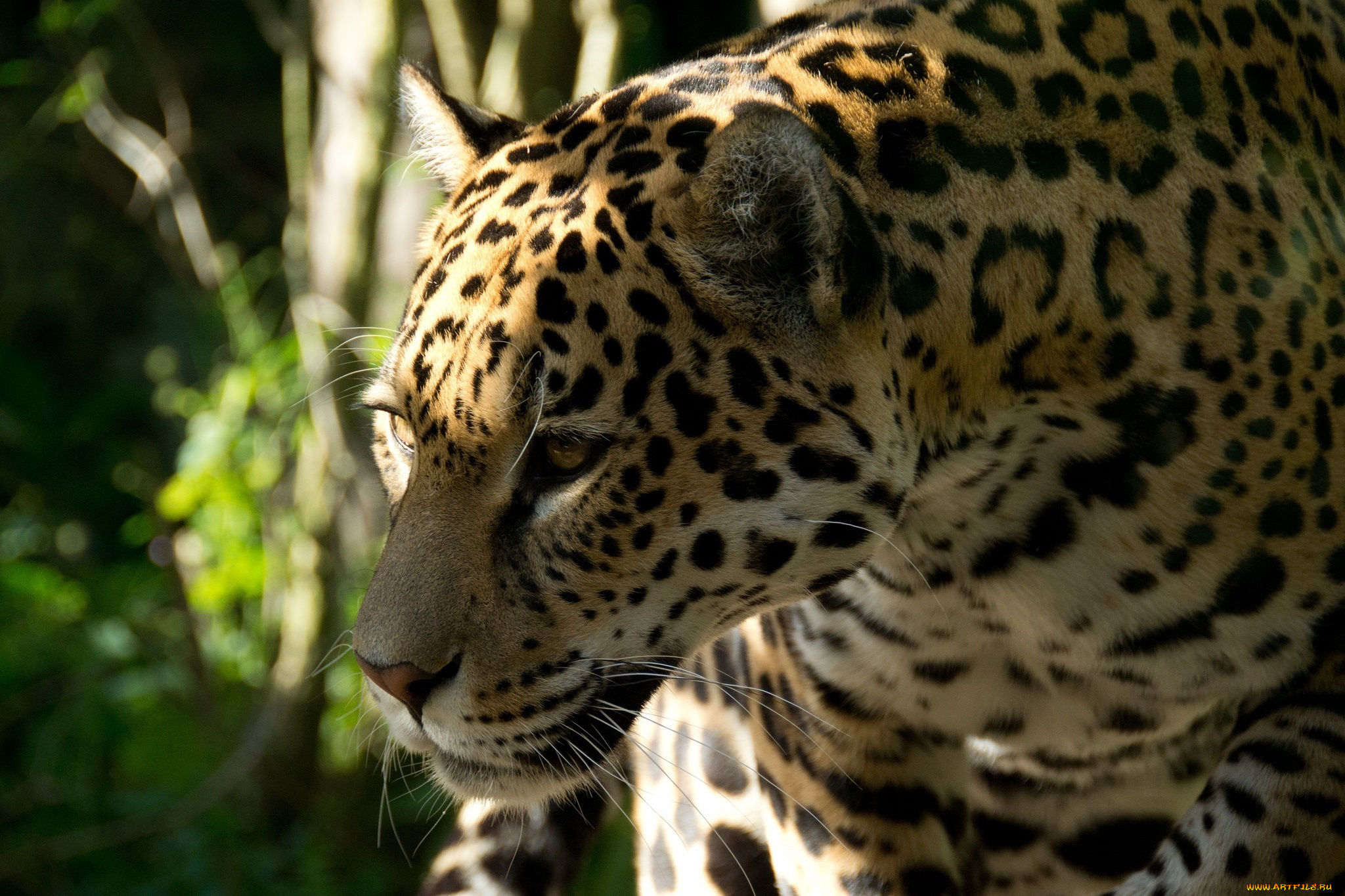 животные, Ягуары, морда, профиль