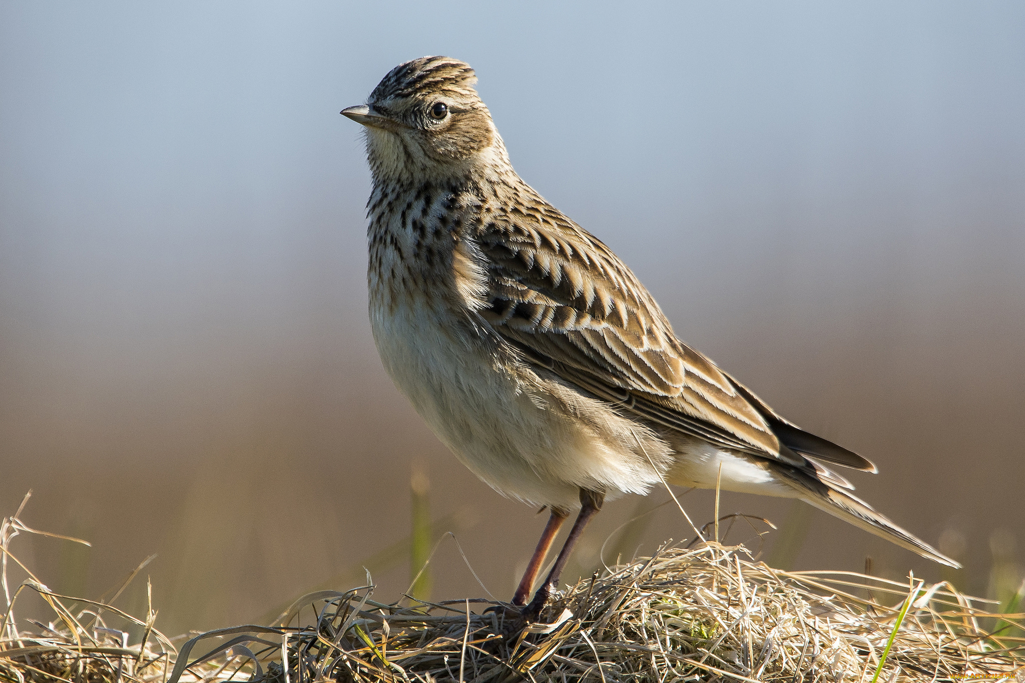 животные, птицы, птичка