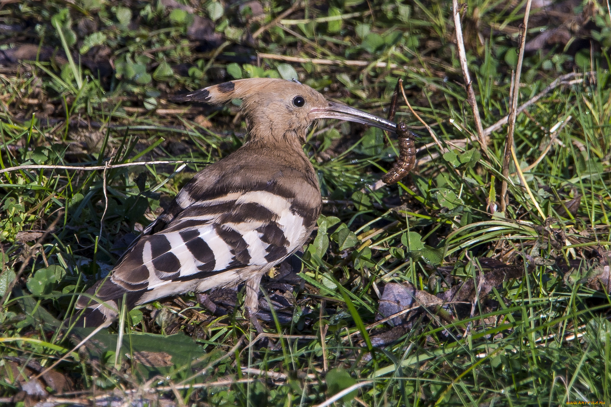 животные, удоды, птичка
