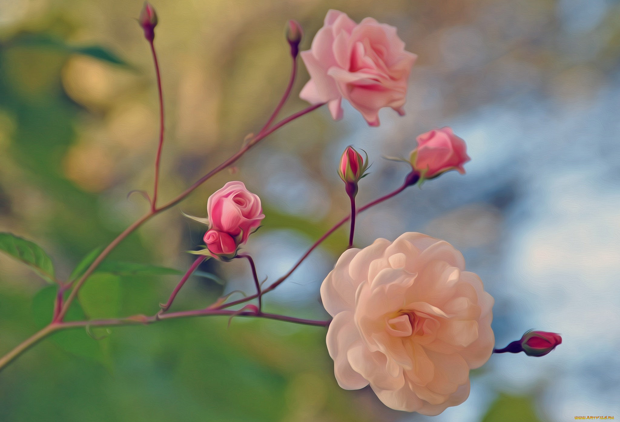 разное, компьютерный, дизайн, розы