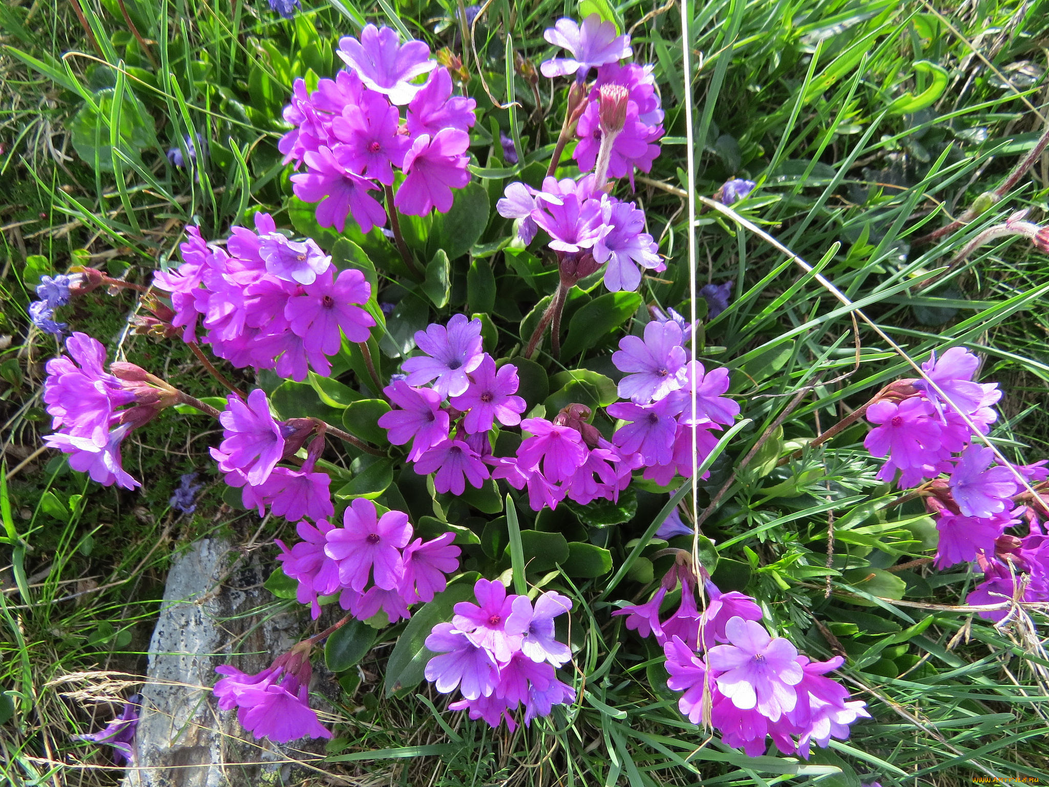 цветы, примулы