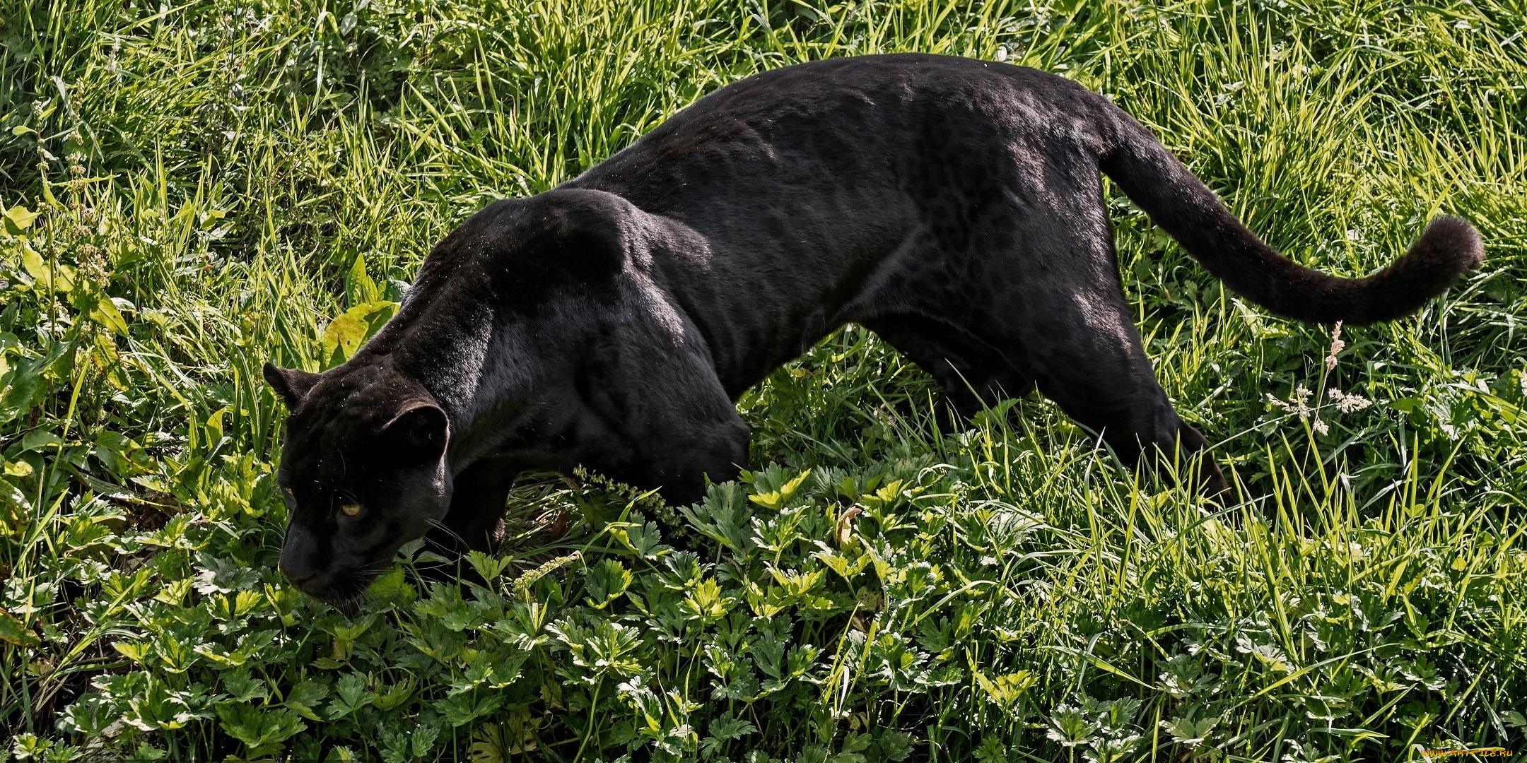 животные, пантеры, ягуар, чёрный, кошка, хищник, трава, свет